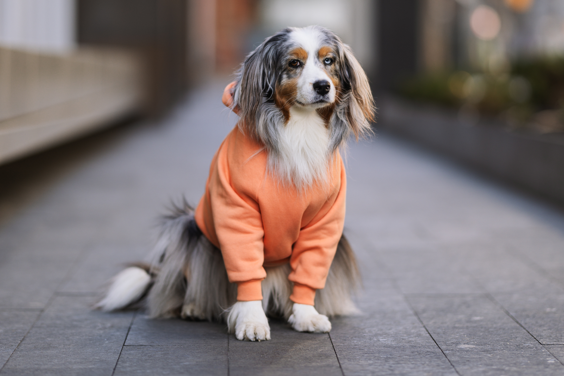 Dog - All