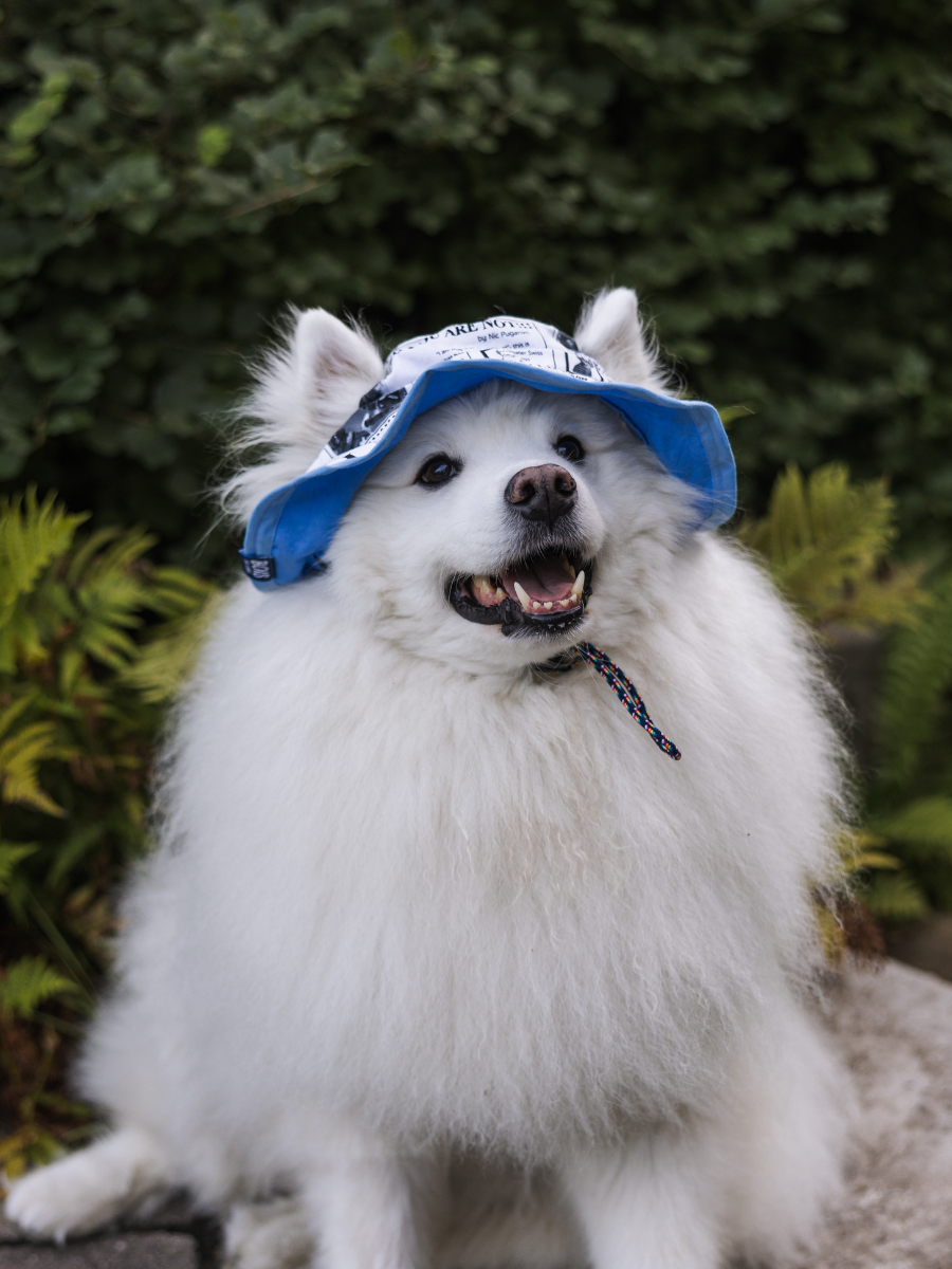 Puppy News Dog Reversible Bucket Hat
