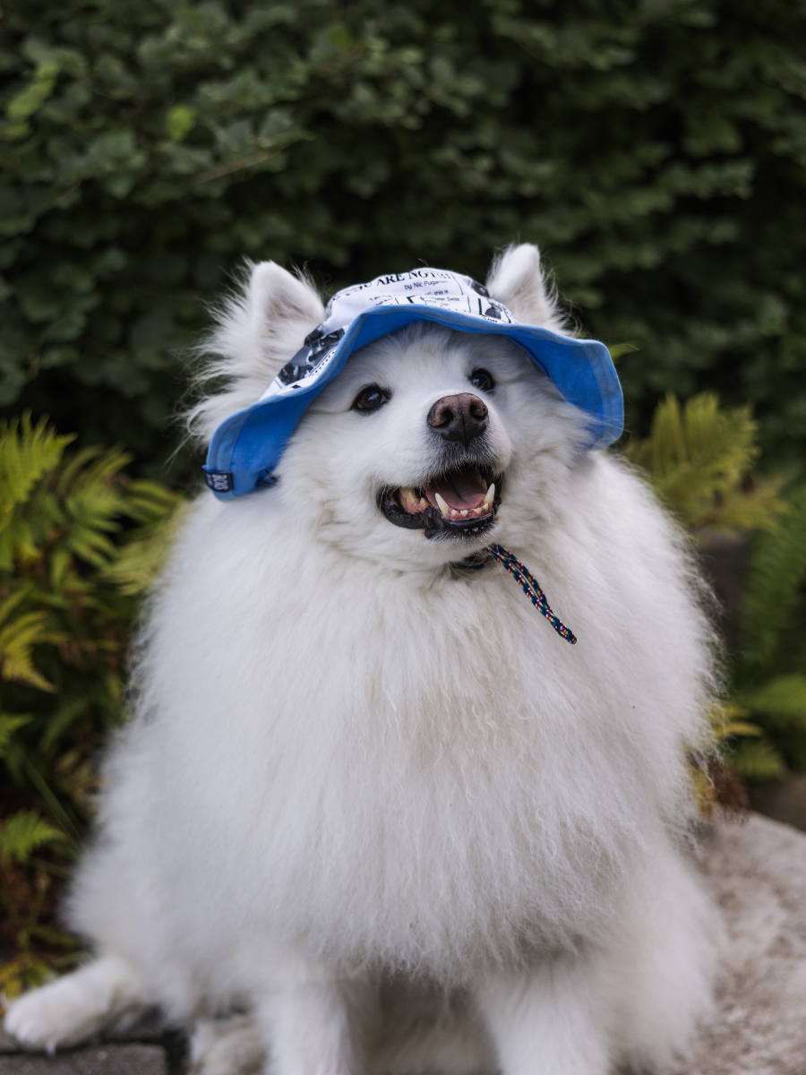 Puppy News Dog Bucket Hat – BOIS The Label