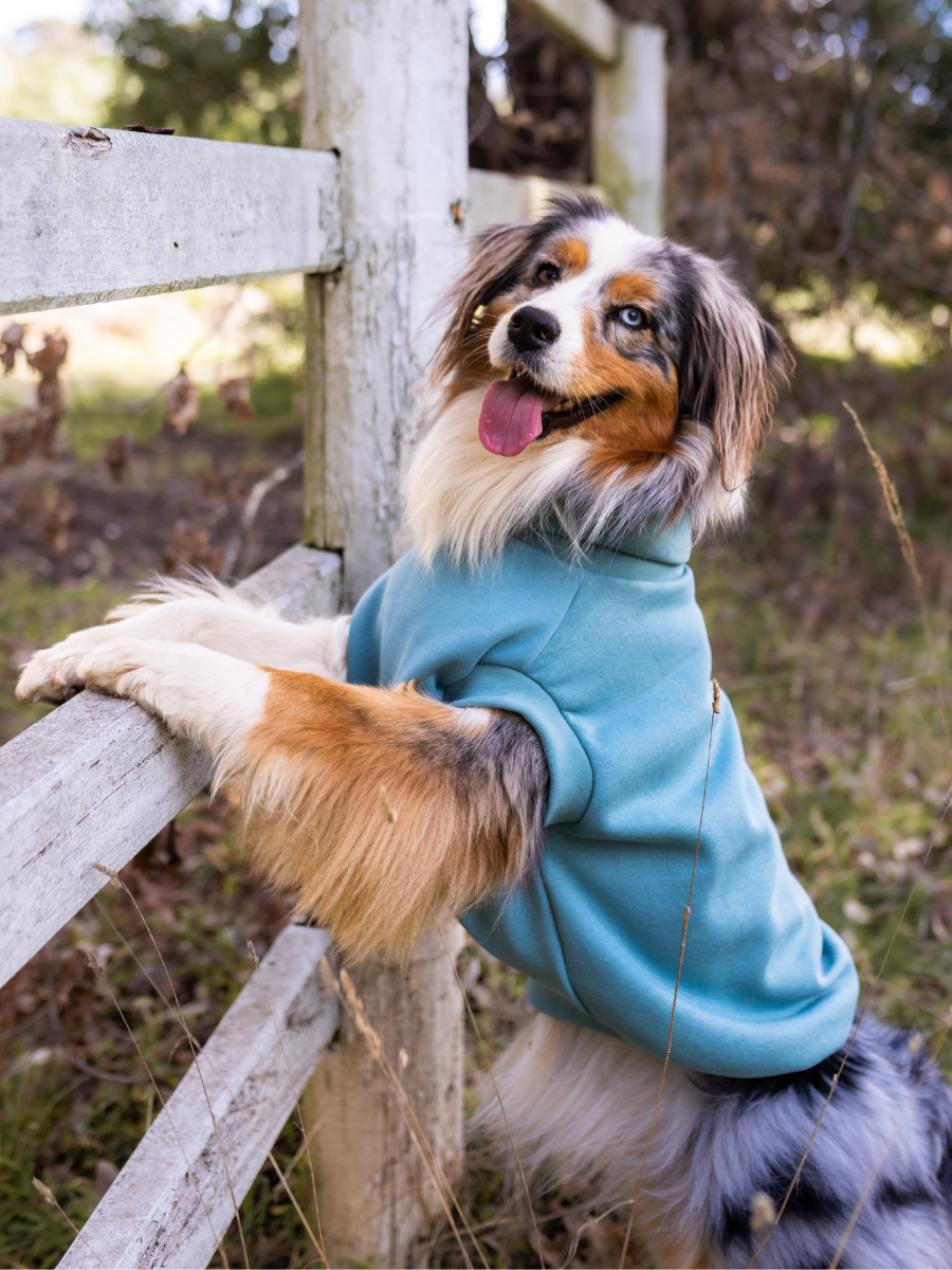 Dog hotsell wearing turtleneck