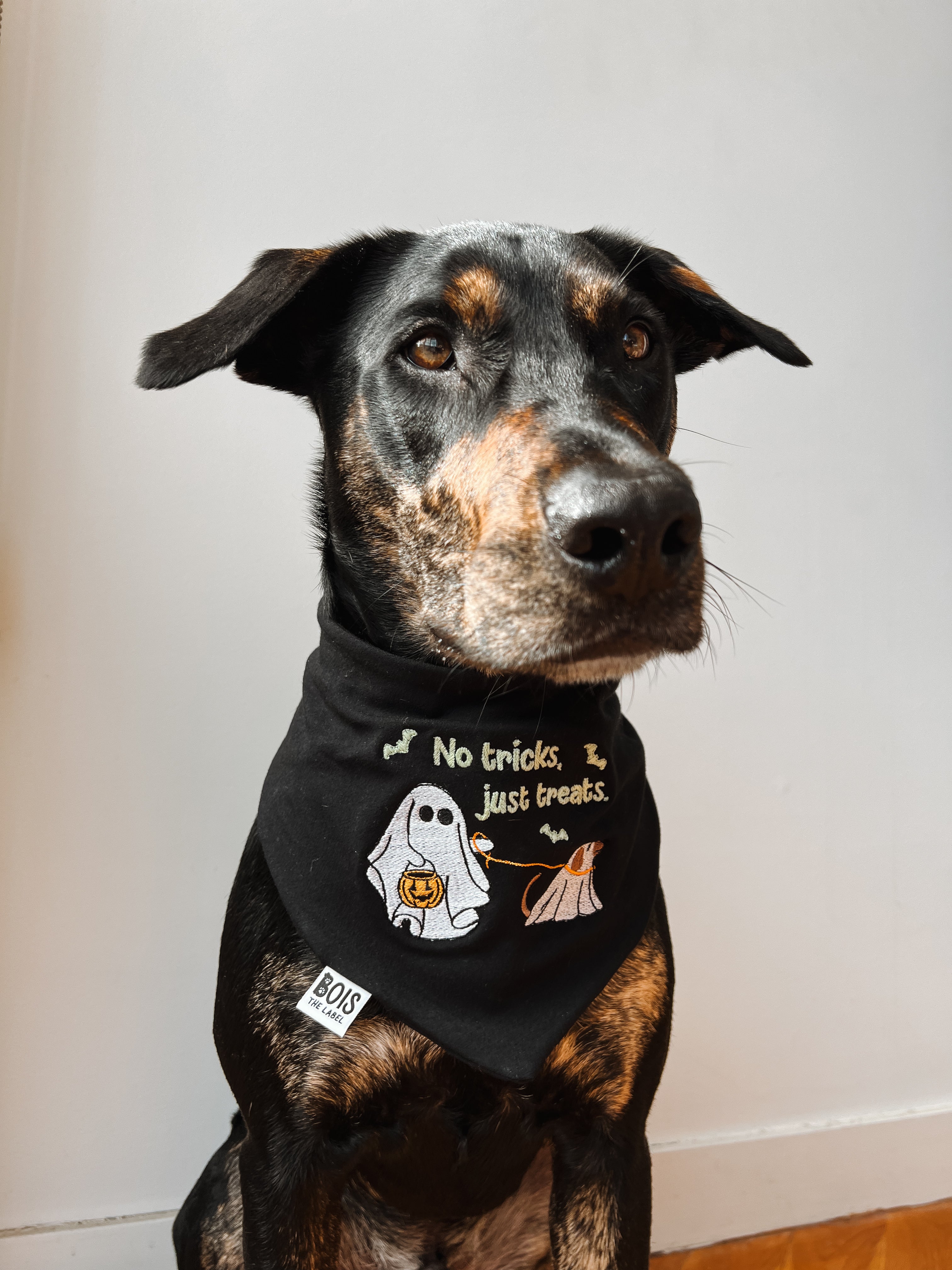 “No tricks, just treats” Glow in the Dark Halloween Dog Bandana