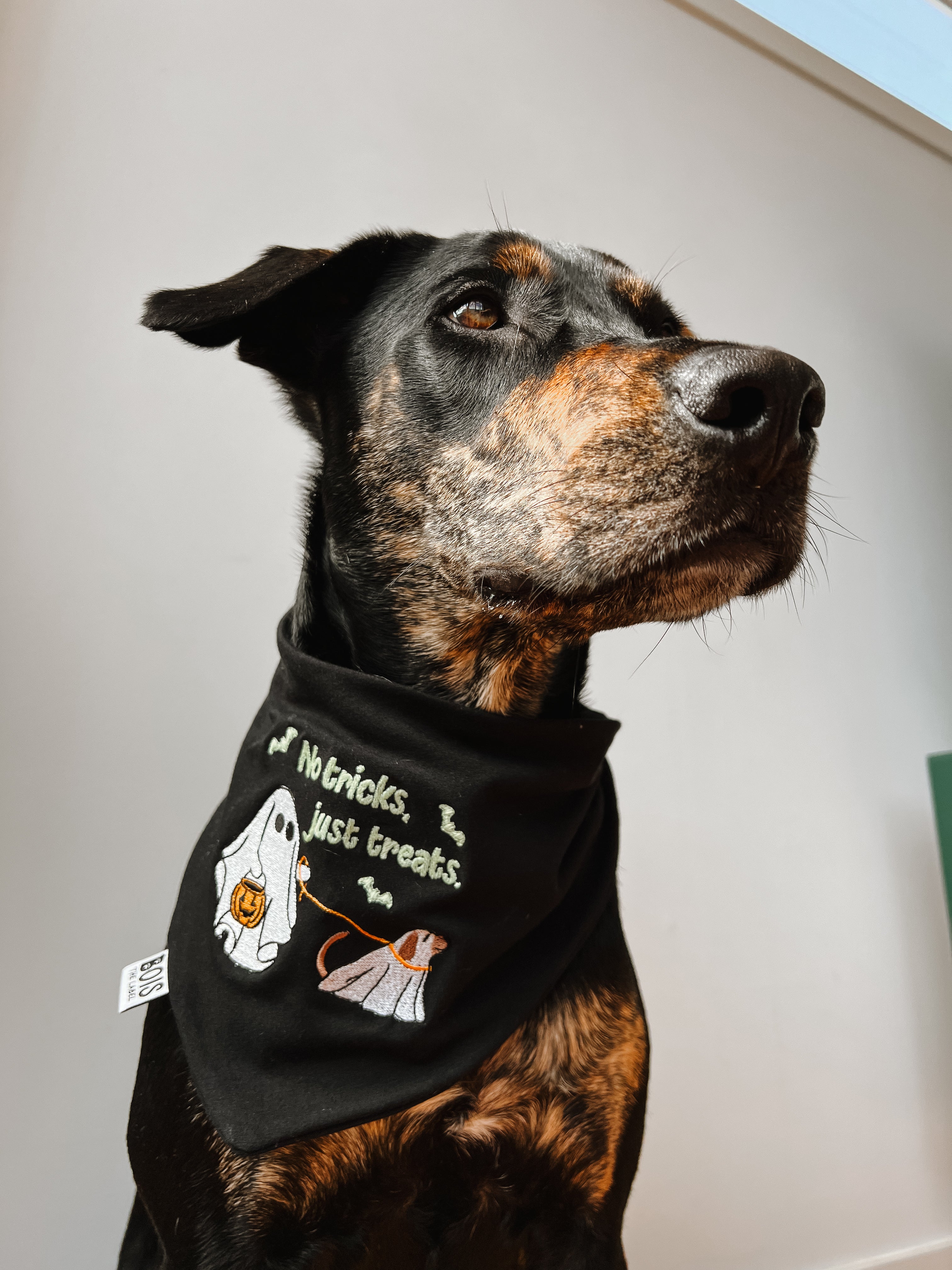 “No tricks, just treats” Glow in the Dark Halloween Dog Bandana