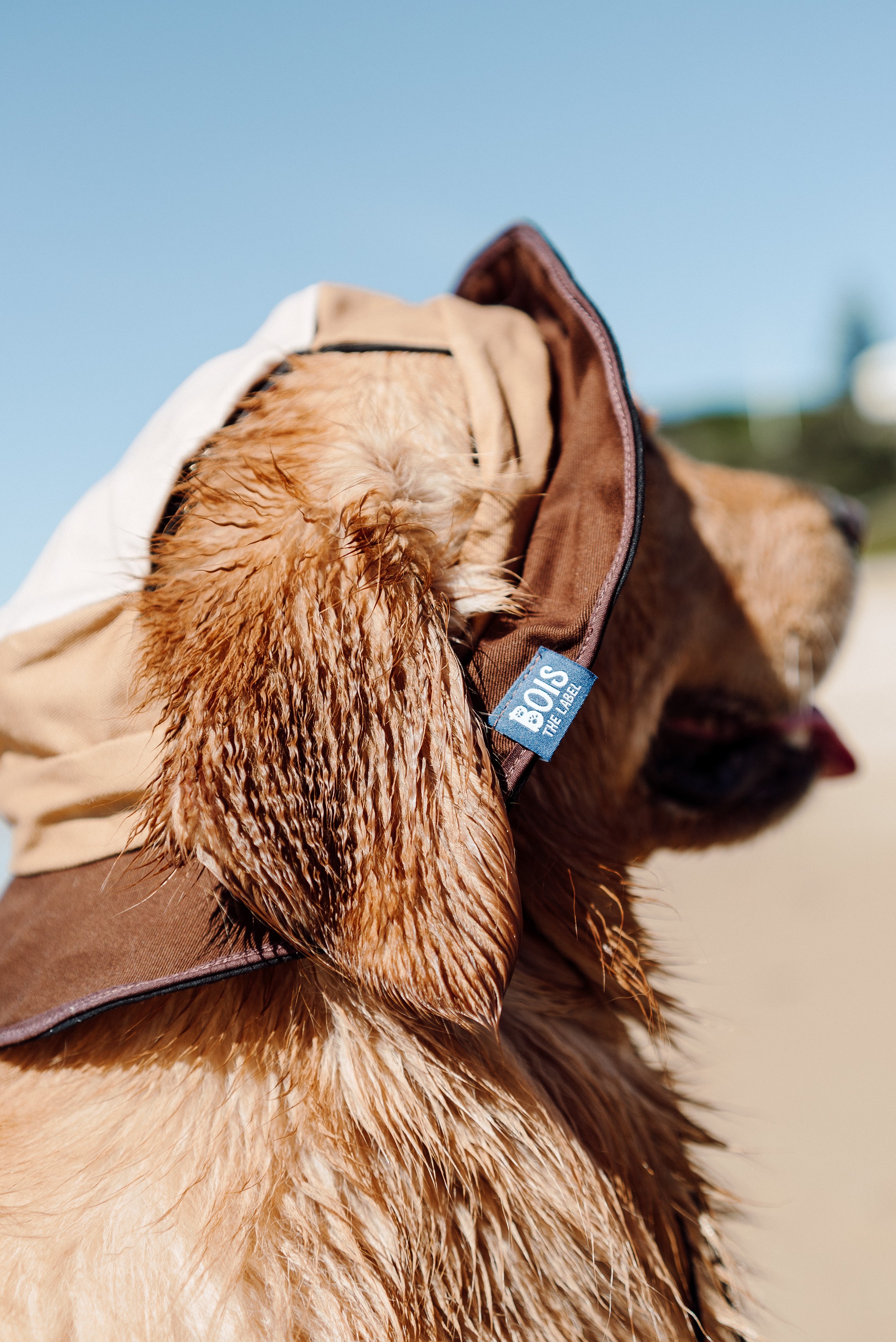Golden retriever wearing a brown and beige sun hat by Biss, perfect for beach outings.