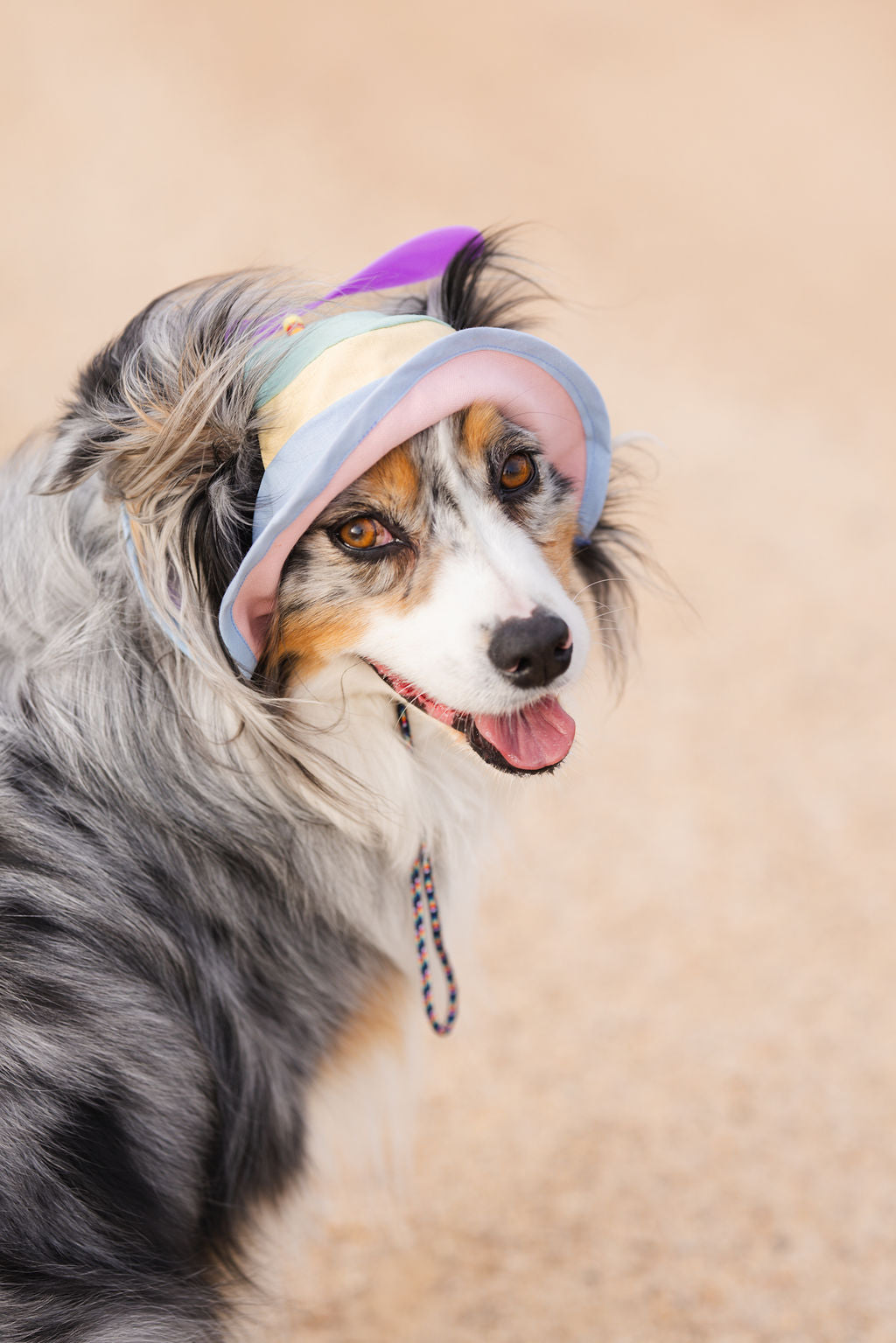 Happy dog wearing a colorful sun hat, with a fluffy gray coat and bright brown eyes.