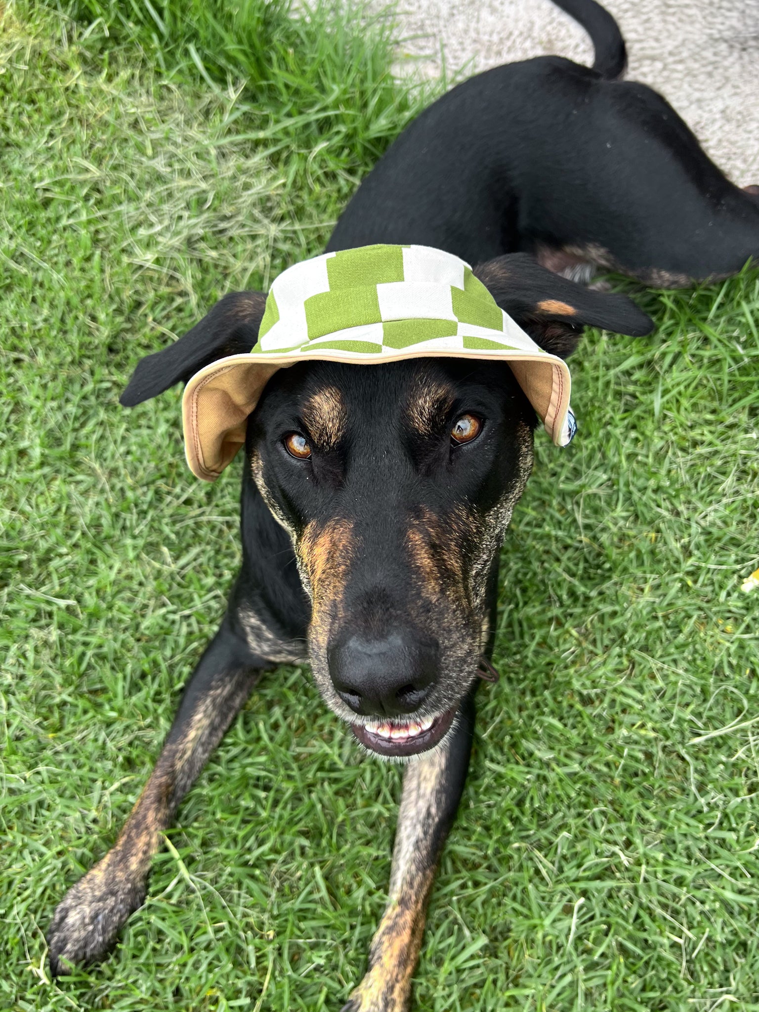 Green Checker Dog Reversible Bucket Hat