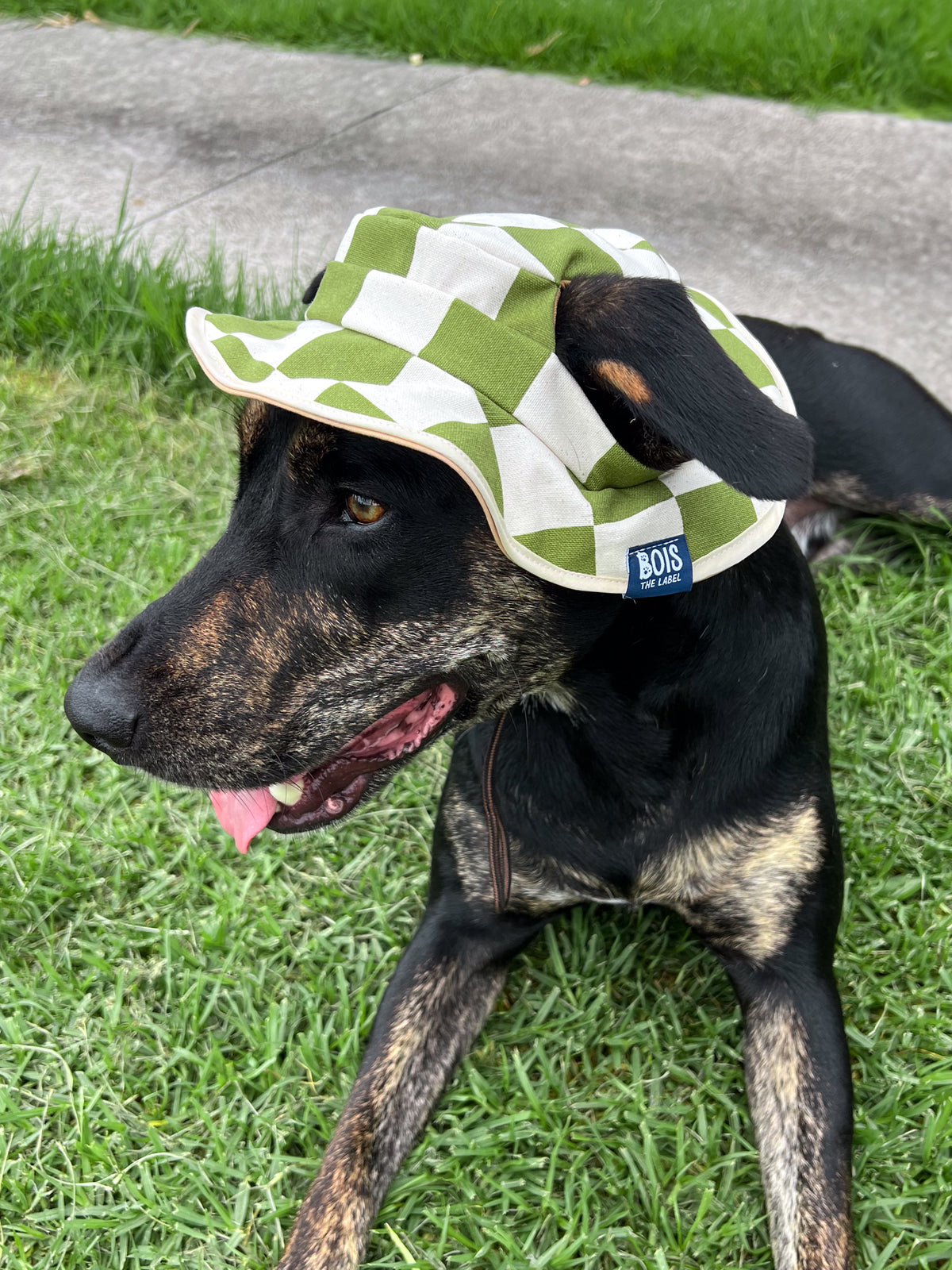 Green Checker Dog Reversible Bucket Hat