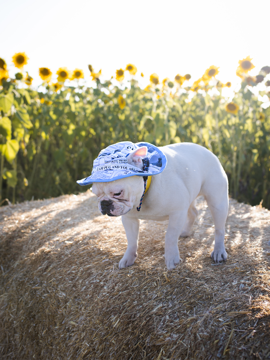 Puppy News Dog Bucket Hat