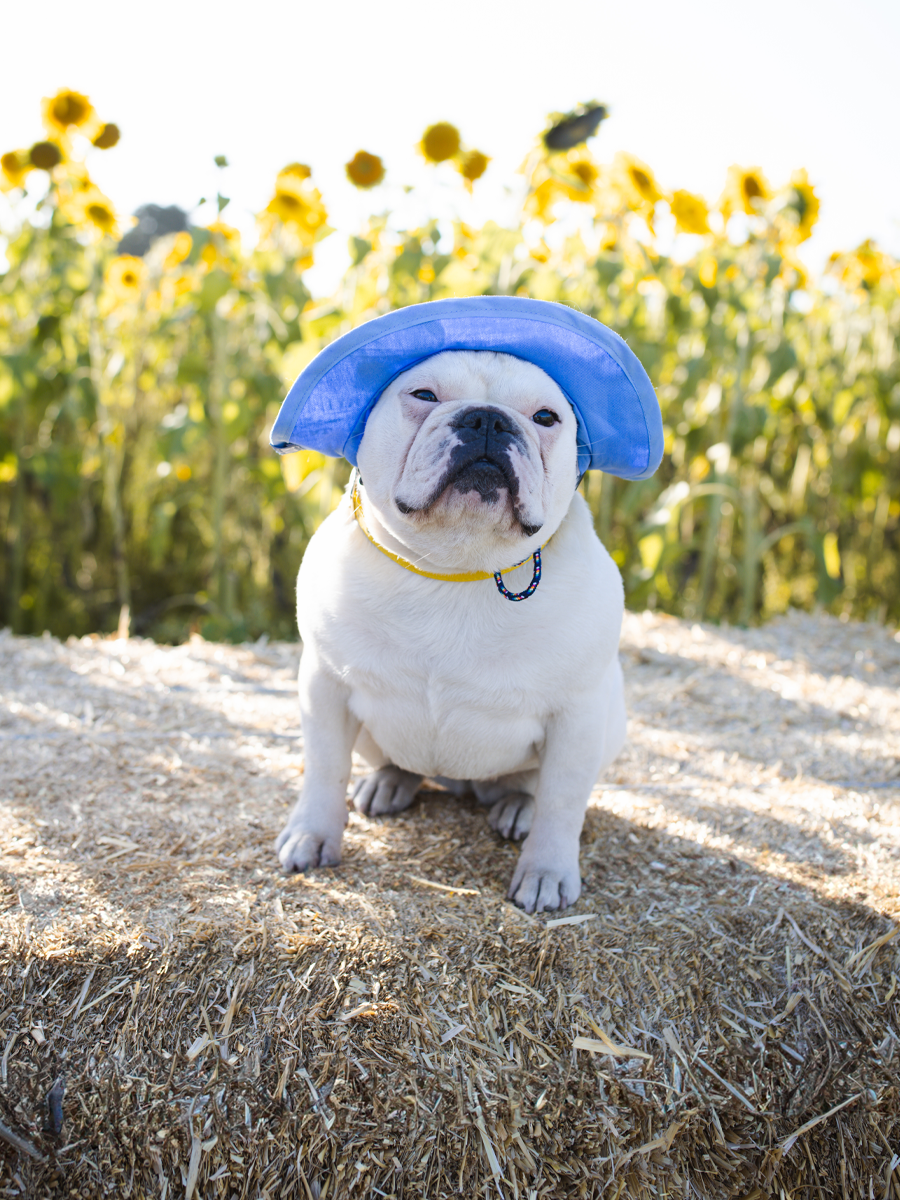 Puppy News Dog Reversible Bucket Hat