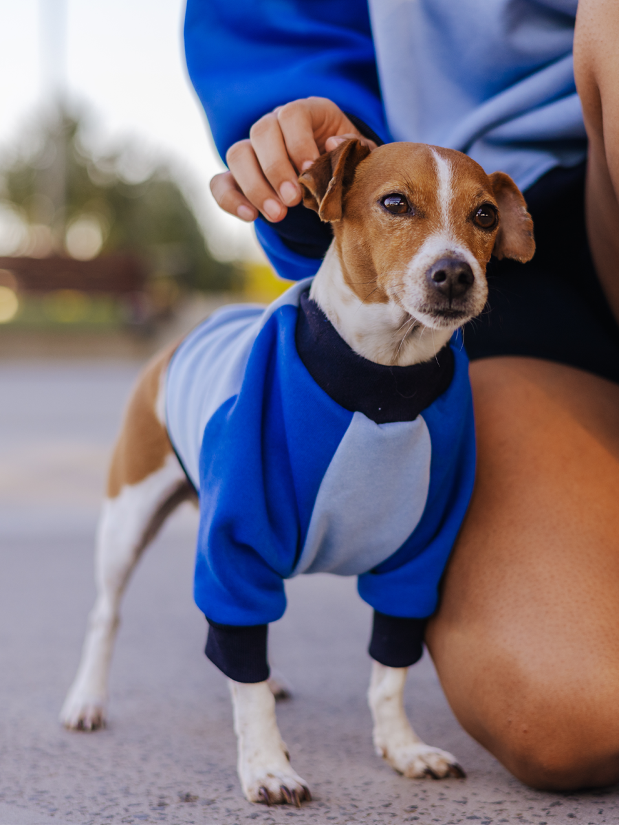 American apparel 2025 dog hoodie