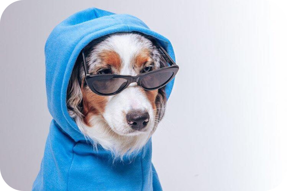 How BOIS The Label Dog Clothes Make a Difference