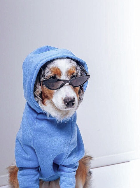 How BOIS The Label Dog Clothes Make a Difference