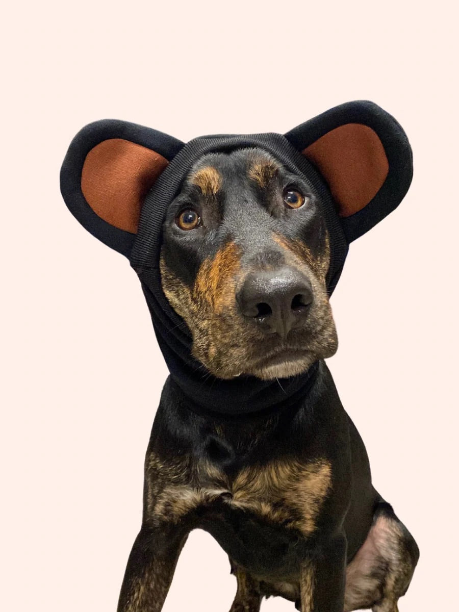 How to Choose the Best Dog Halloween Costumes This Season