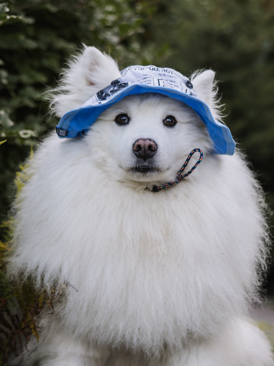 Dog Bucket Hats