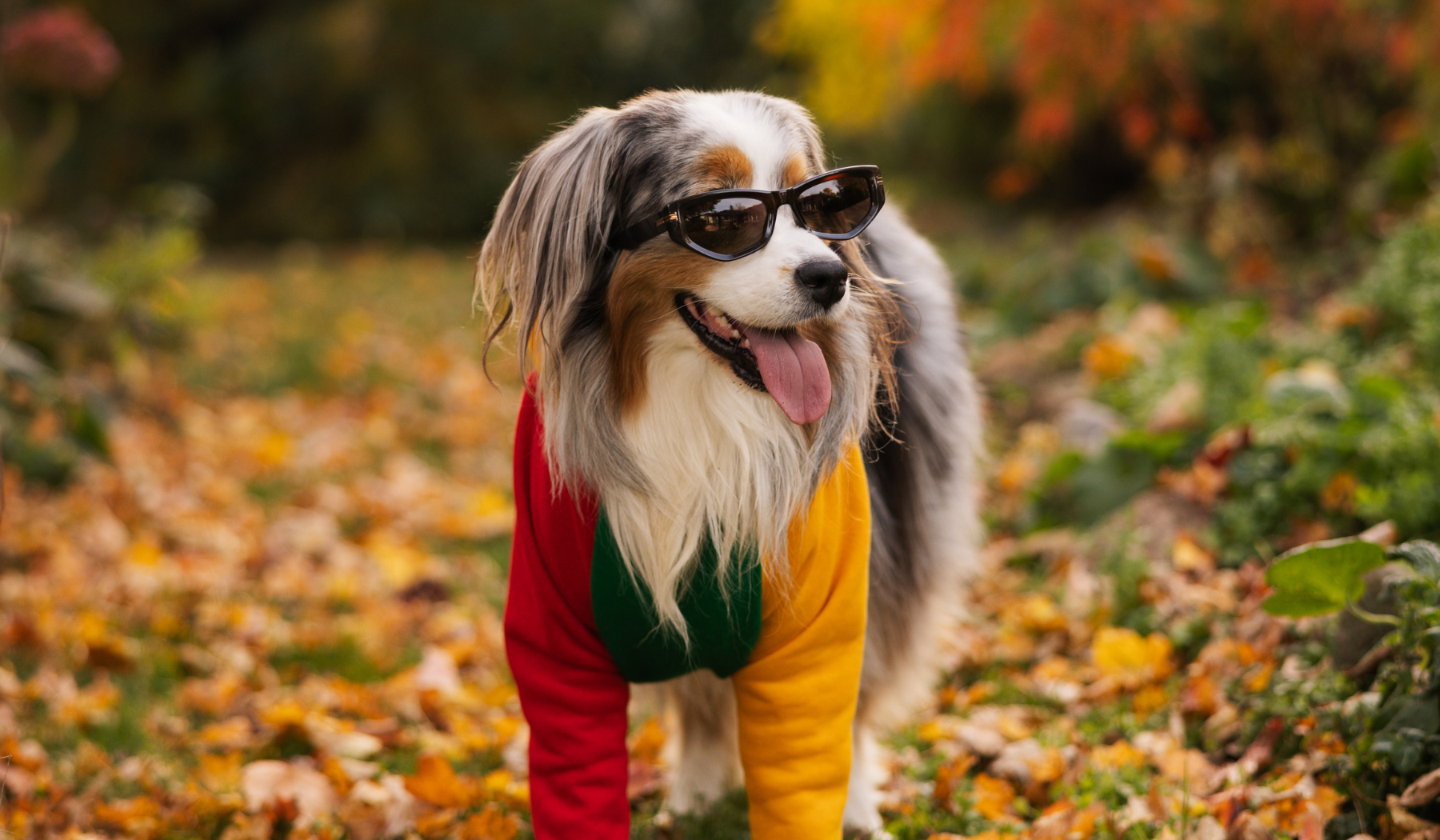 Dog Hoodies