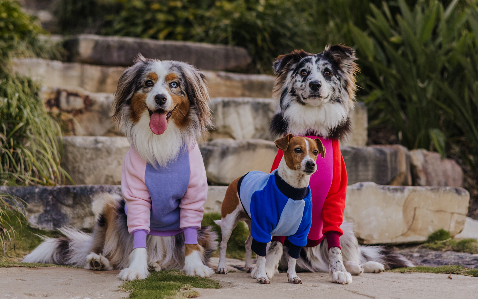 Dog Crewnecks + Turtlenecks