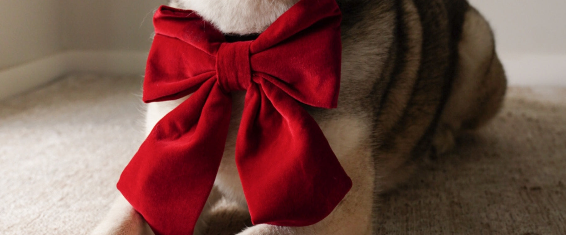 Jumbo Dog Sailor Bows