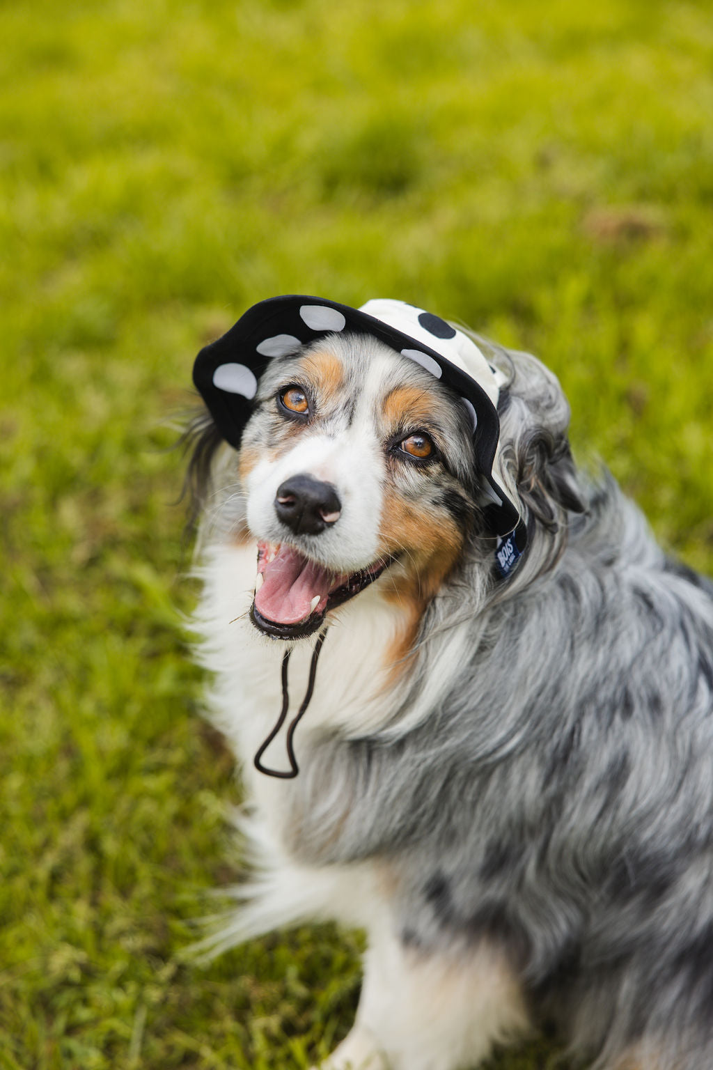 Polka Dot Dog Reversible Bucket Hat