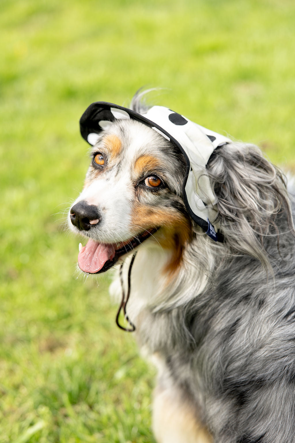 Polka Dot Dog Reversible Bucket Hat