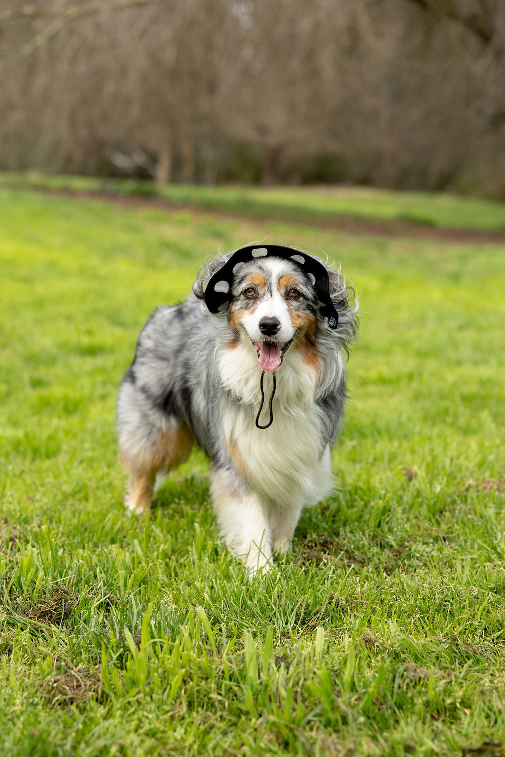 Polka Dot Dog Reversible Bucket Hat