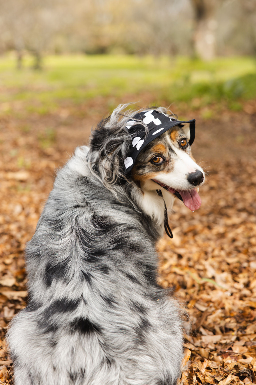 Polka Dot Dog Reversible Bucket Hat