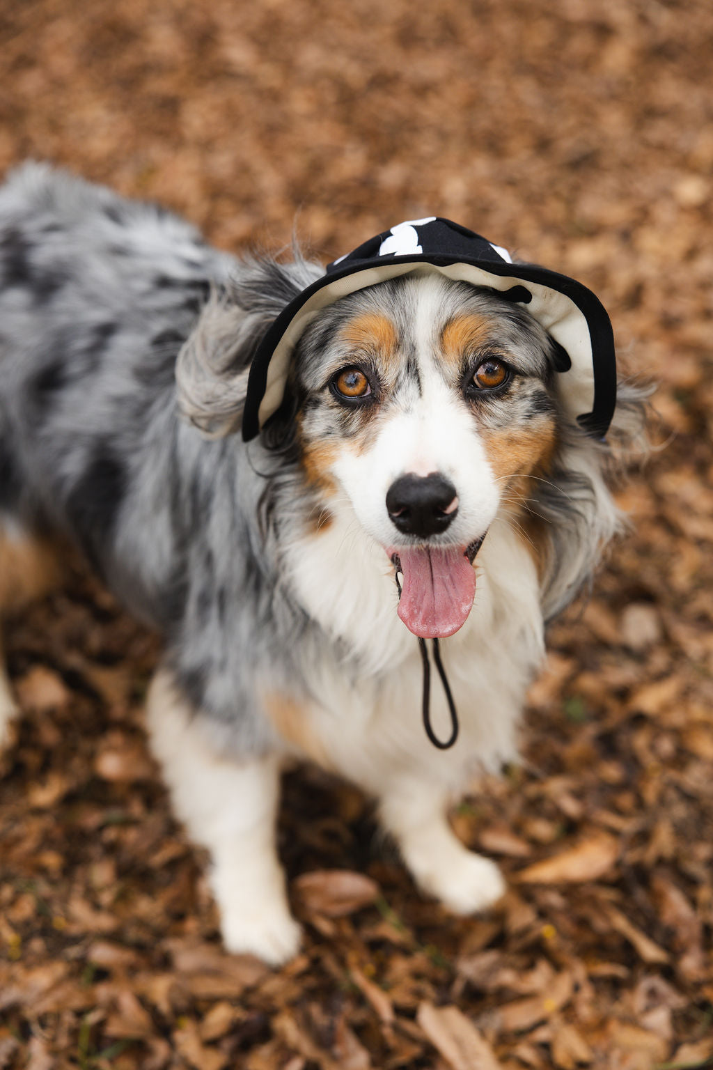 Polka Dot Dog Reversible Bucket Hat