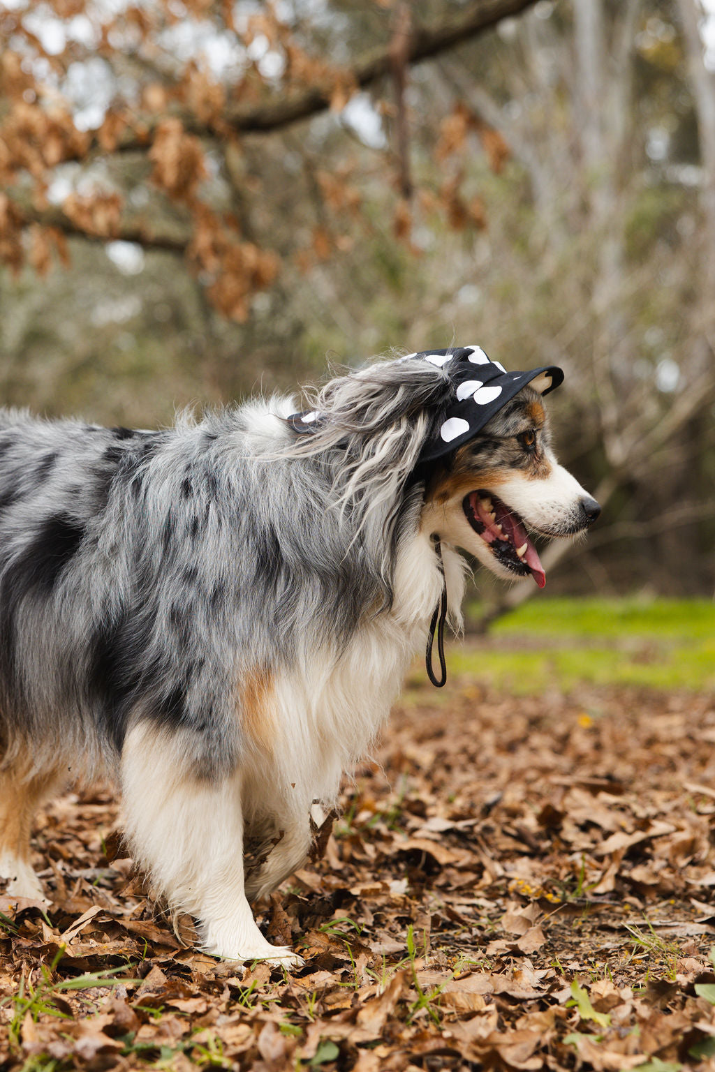 Polka Dot Dog Reversible Bucket Hat