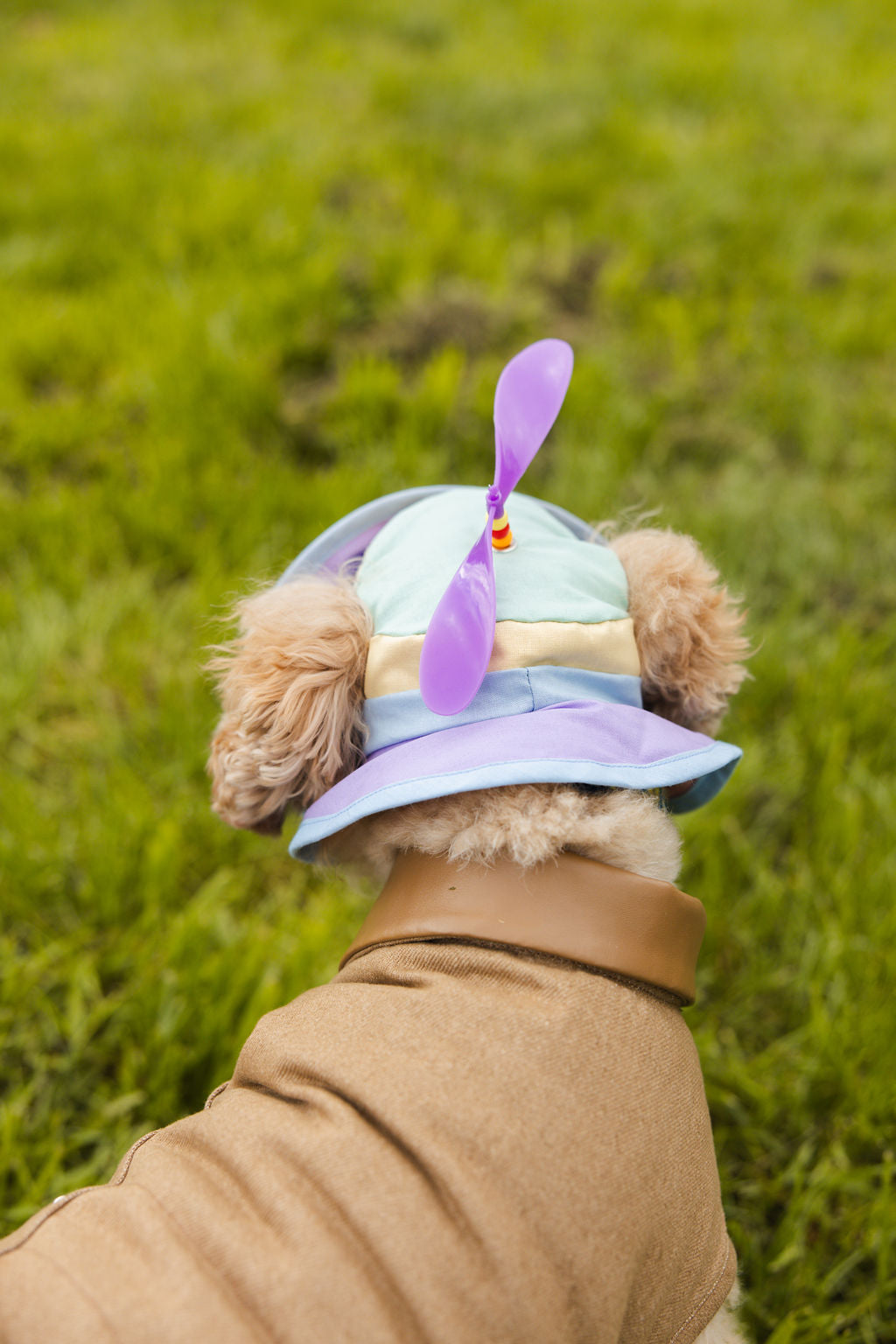 Matching Dog and Owner Pastel Spinning Propeller Hats