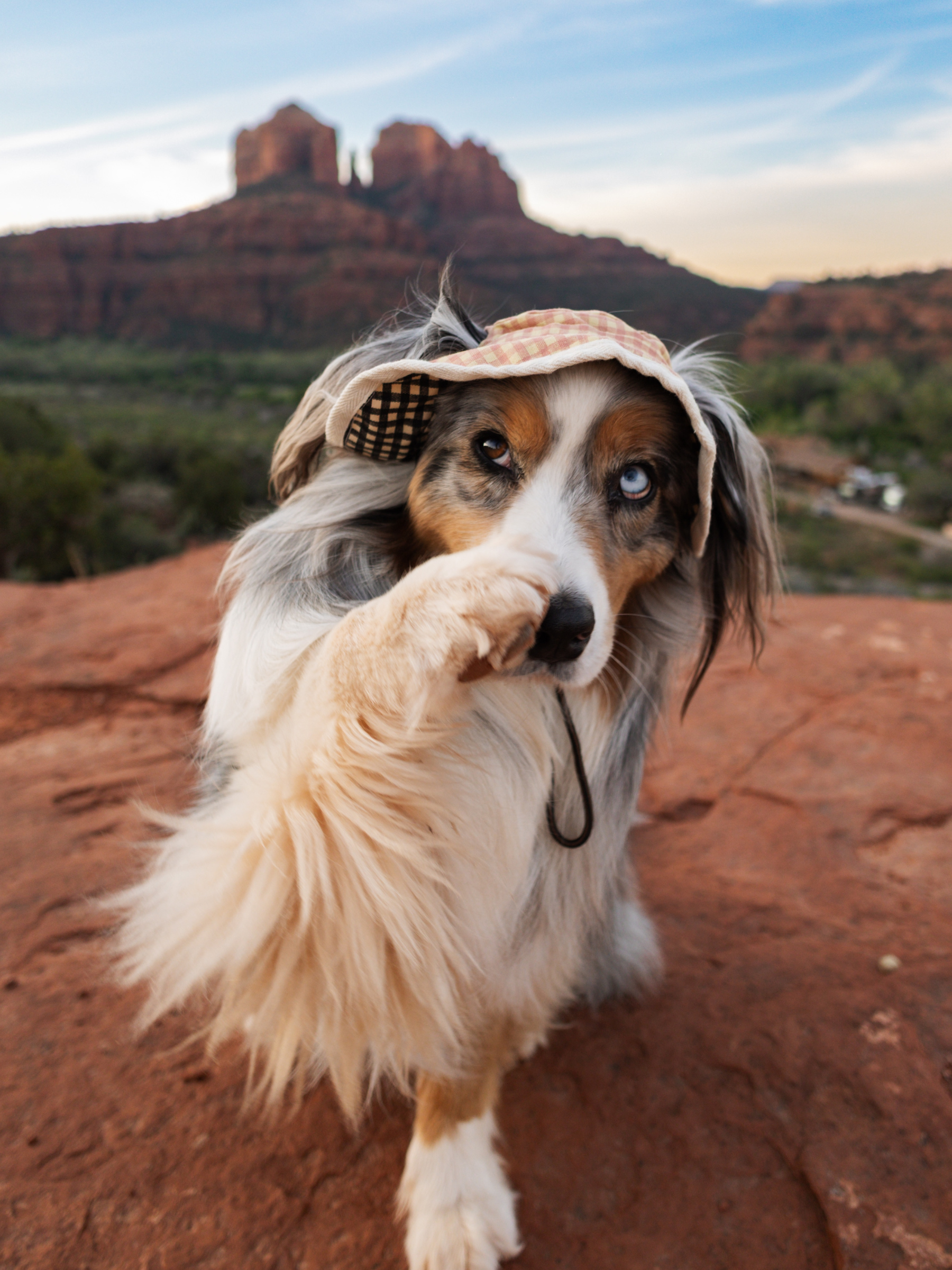 Cute dog wearing a plaid sun hat in scenic outdoor setting, showcasing fluffy fur and playful pose.