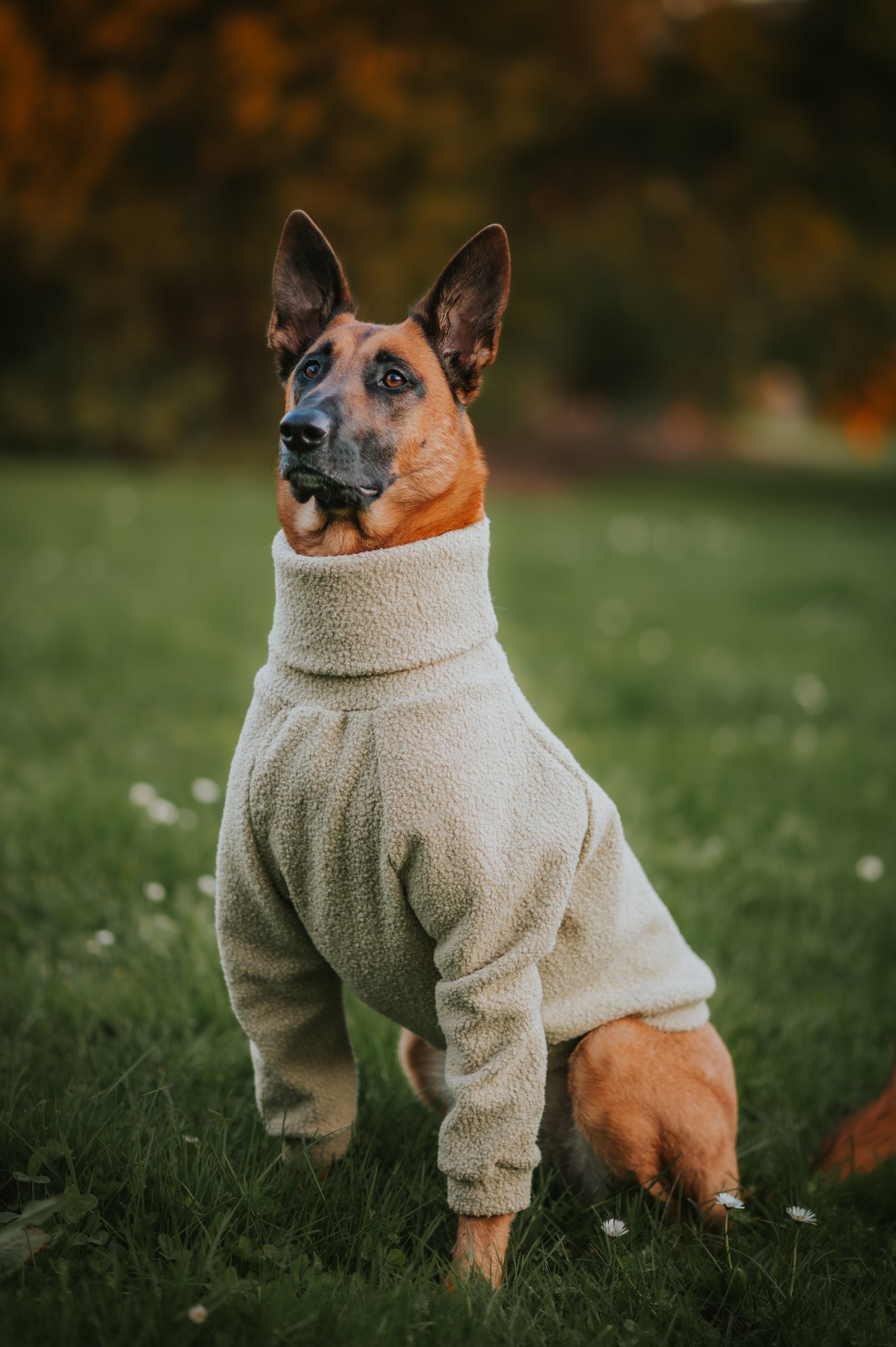 Dog with turtleneck hotsell