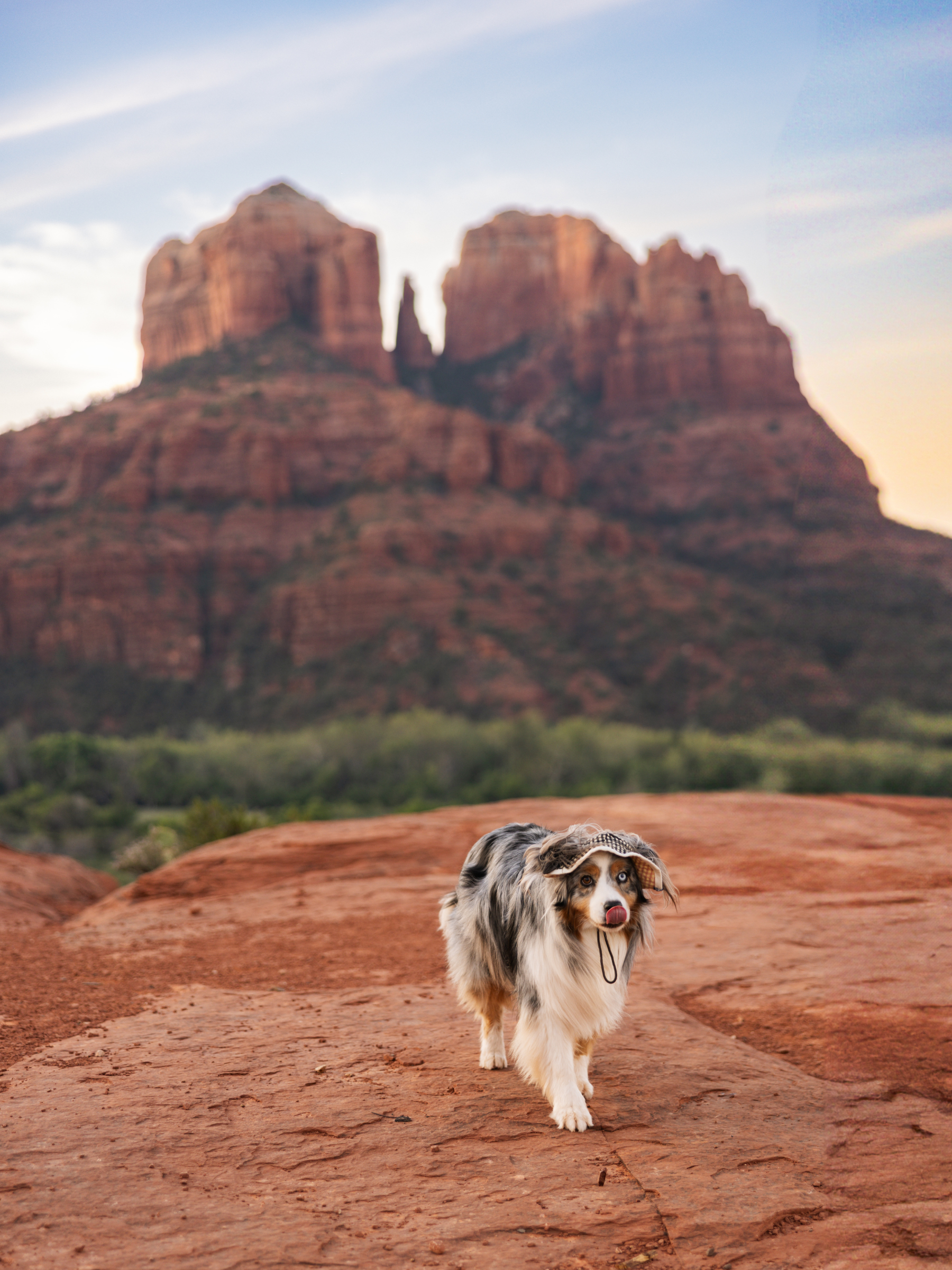 Australian Shepherd wearing a hat, walking on red rocks with scenic mountains in the background.