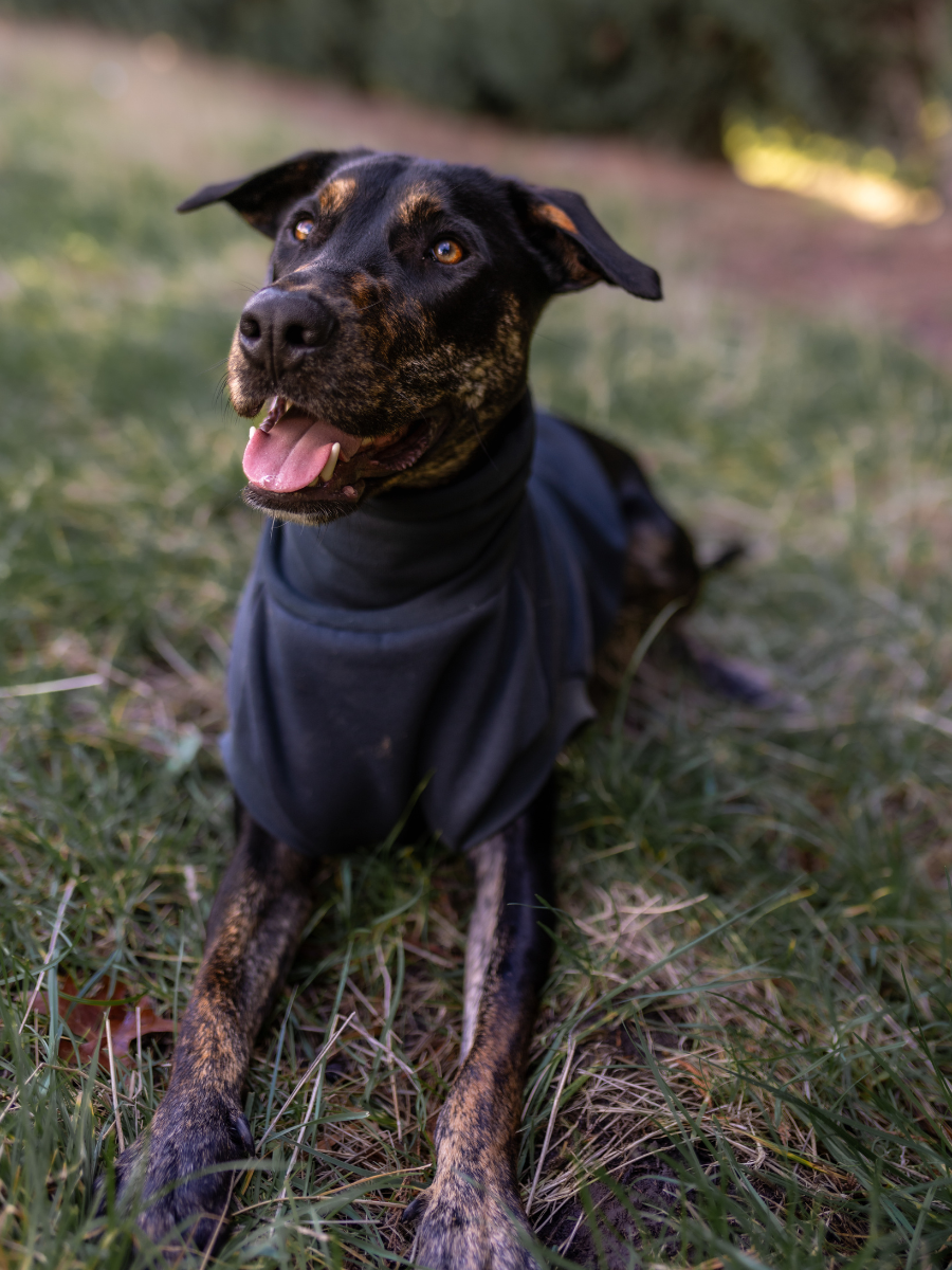 Charcoal Sleeveless Dog Turtleneck