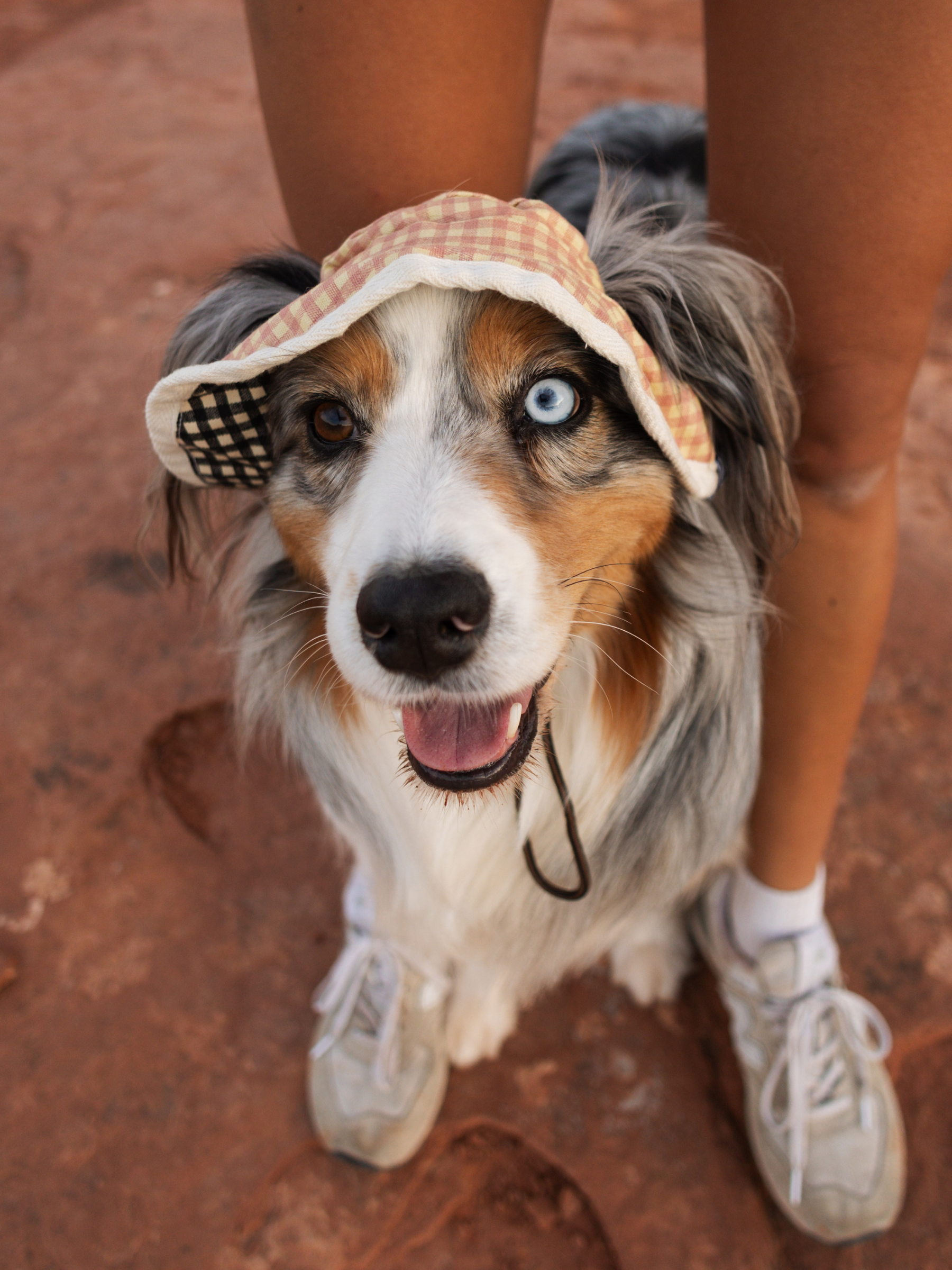 Happy Australian Shepherd dog wearing a checkered sun hat on a sandy outdoor trail.