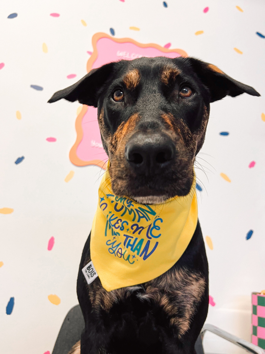 "My Human Likes Me More Than You" x BubblyType Dog Bandana