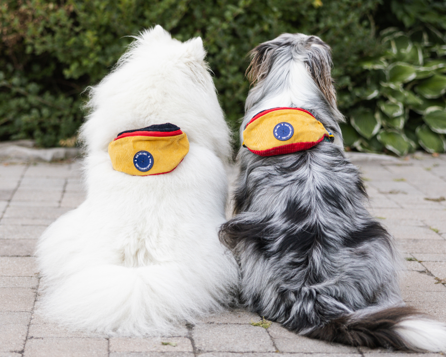 Doggy Bumbag - 90s Corduroy Colourblock