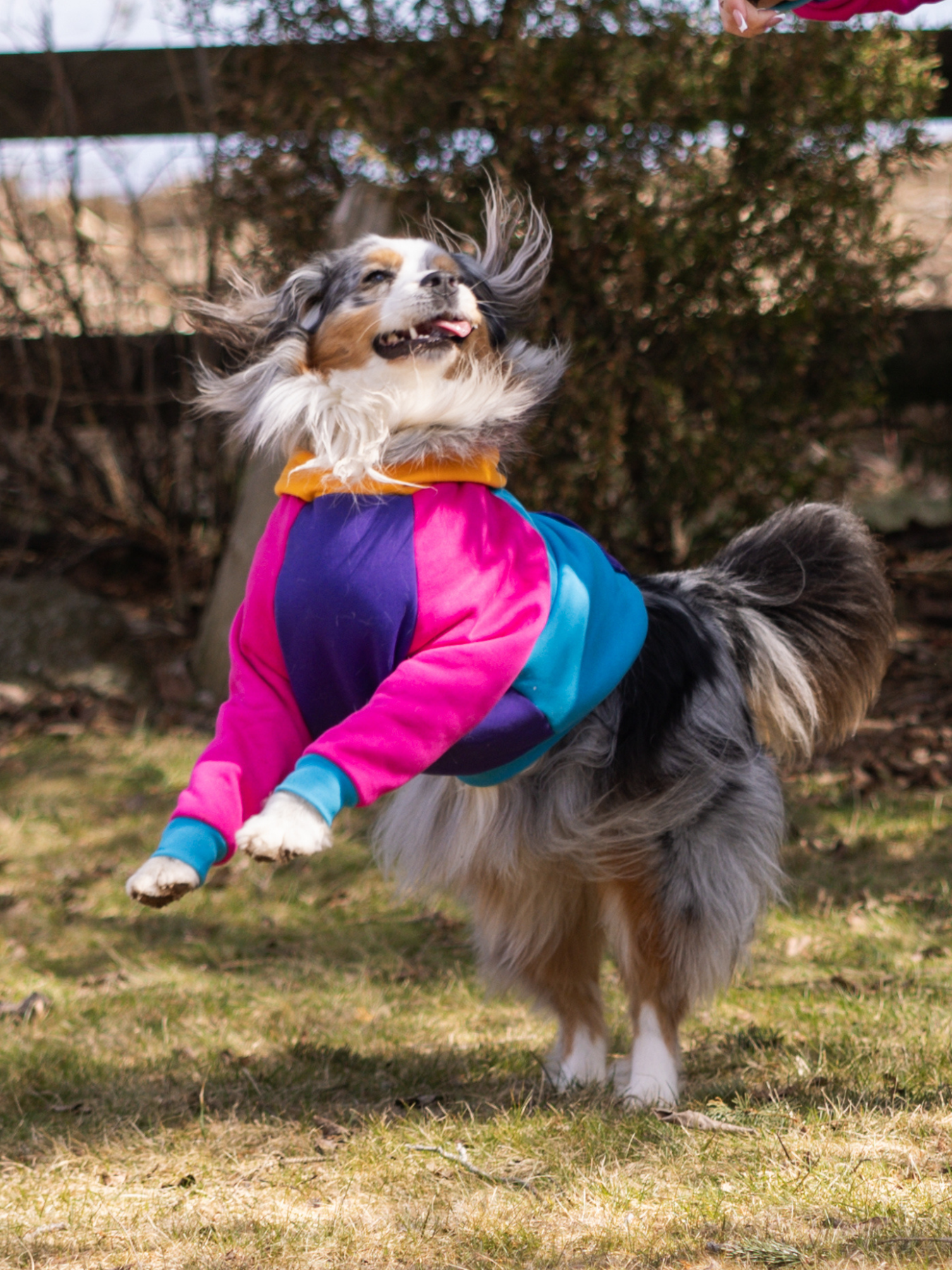 Saved by the Bois 2.0 Dog Hoodie