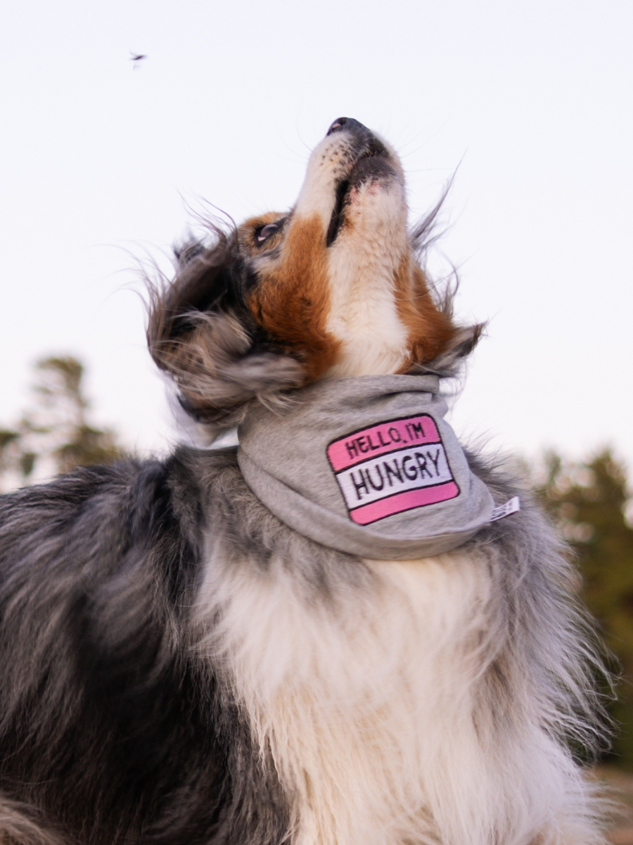Custom Personalised Name Tag Dog Bandana