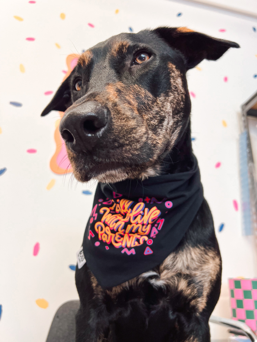 "I Still Live with My Parents" x BubblyType Dog Bandana