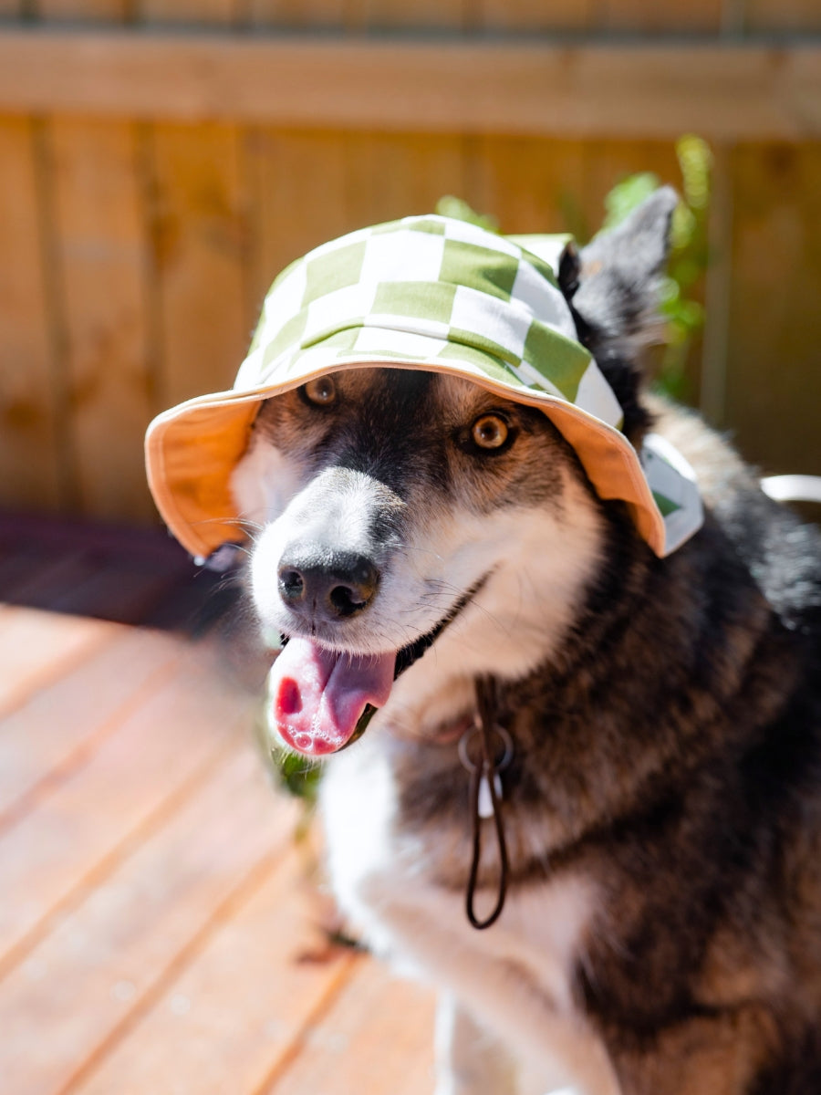 Bob réversible à carreaux verts pour chien