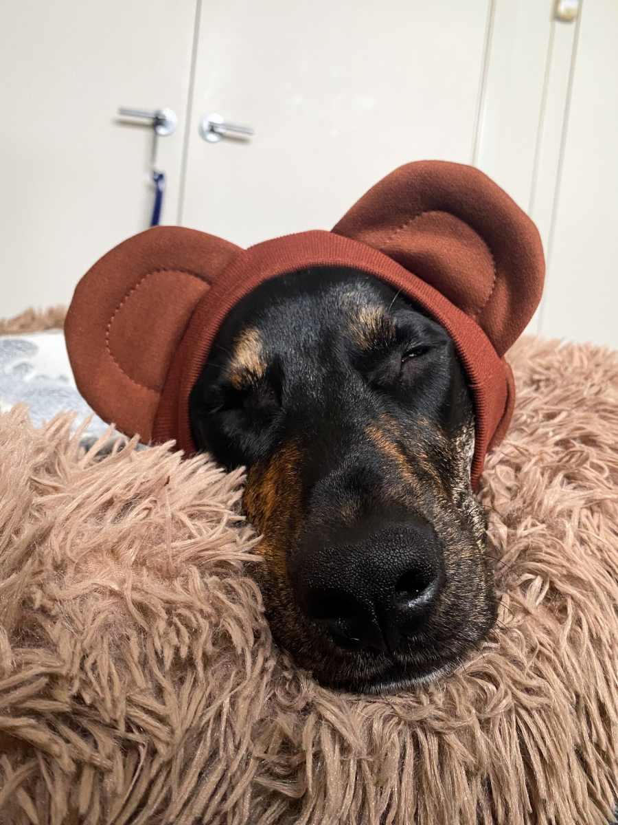 Brown Bear Snood Dog Costume