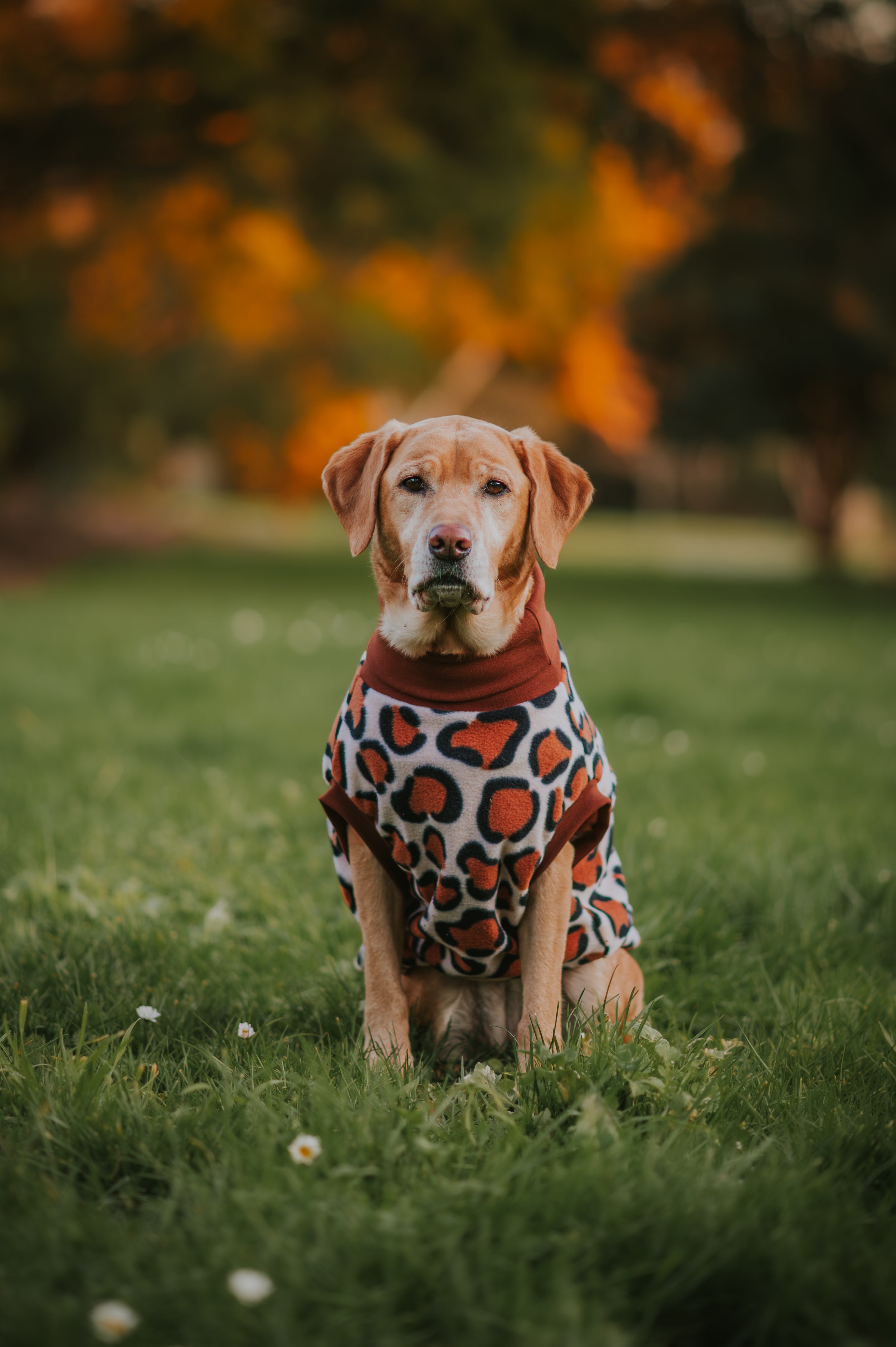 Leopard Print Sleeveless Dog Jumper