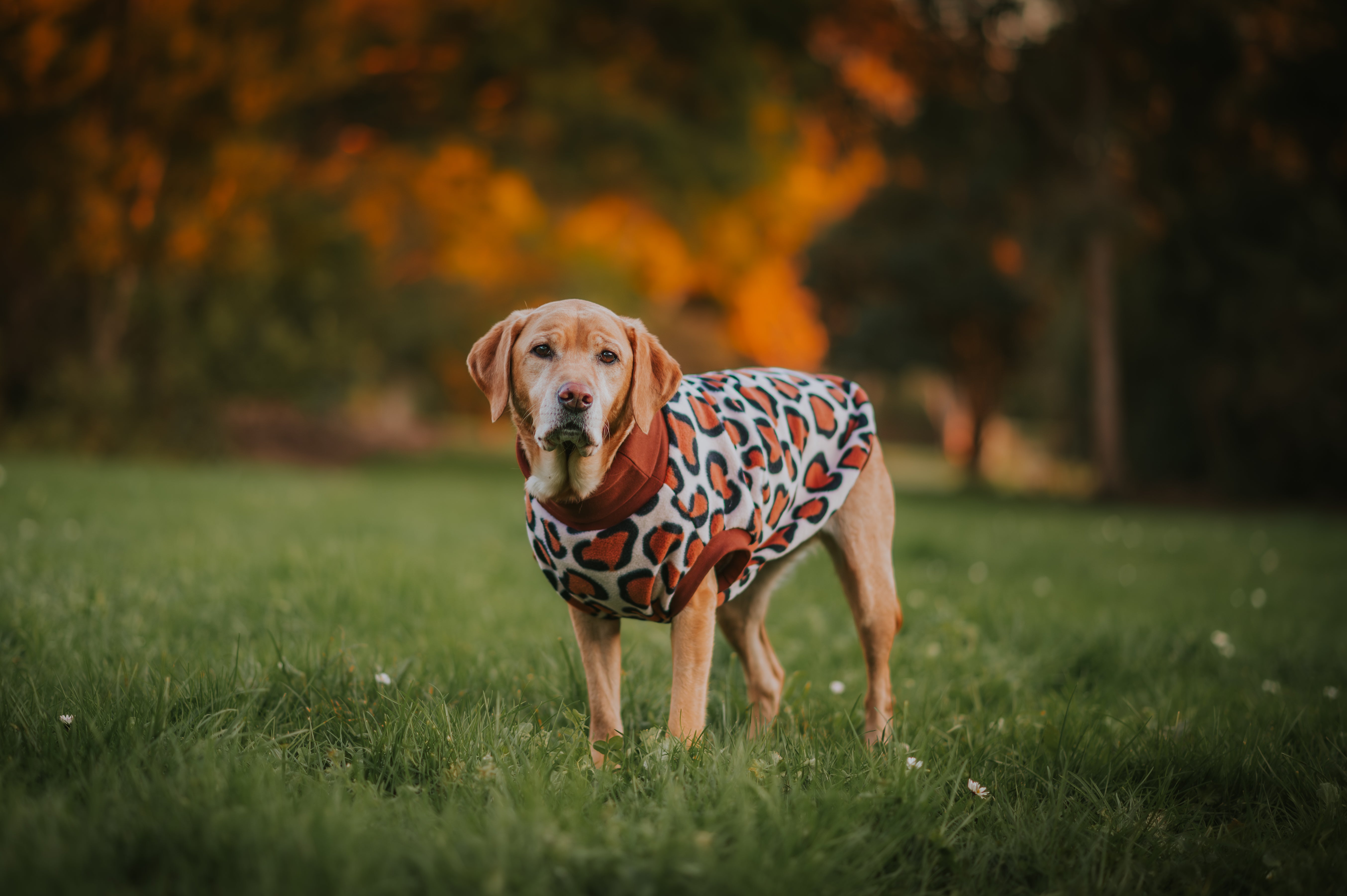 Leopard Print Sleeveless Dog Jumper