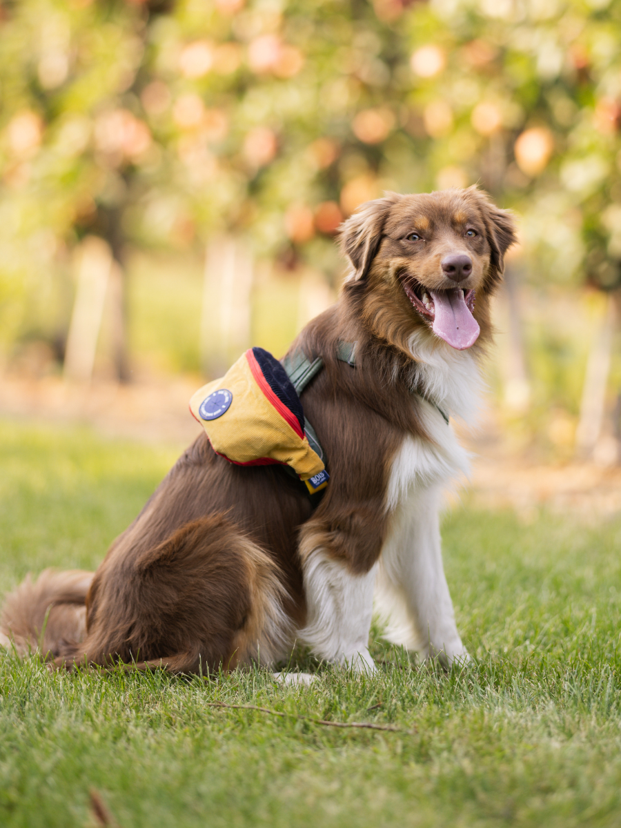 Doggy Bumbag - 90s Corduroy Colourblock