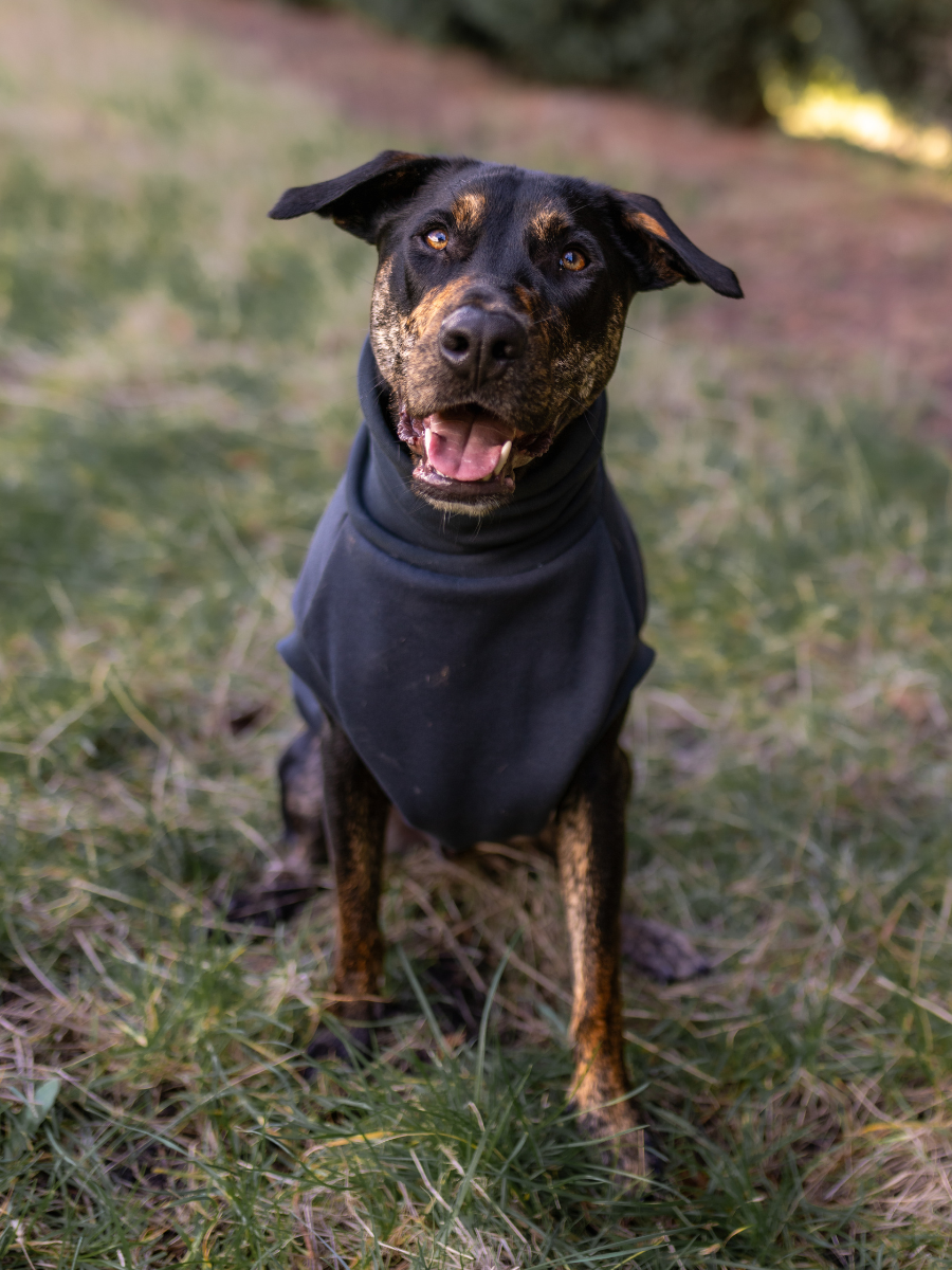 Charcoal Sleeveless Dog Turtleneck