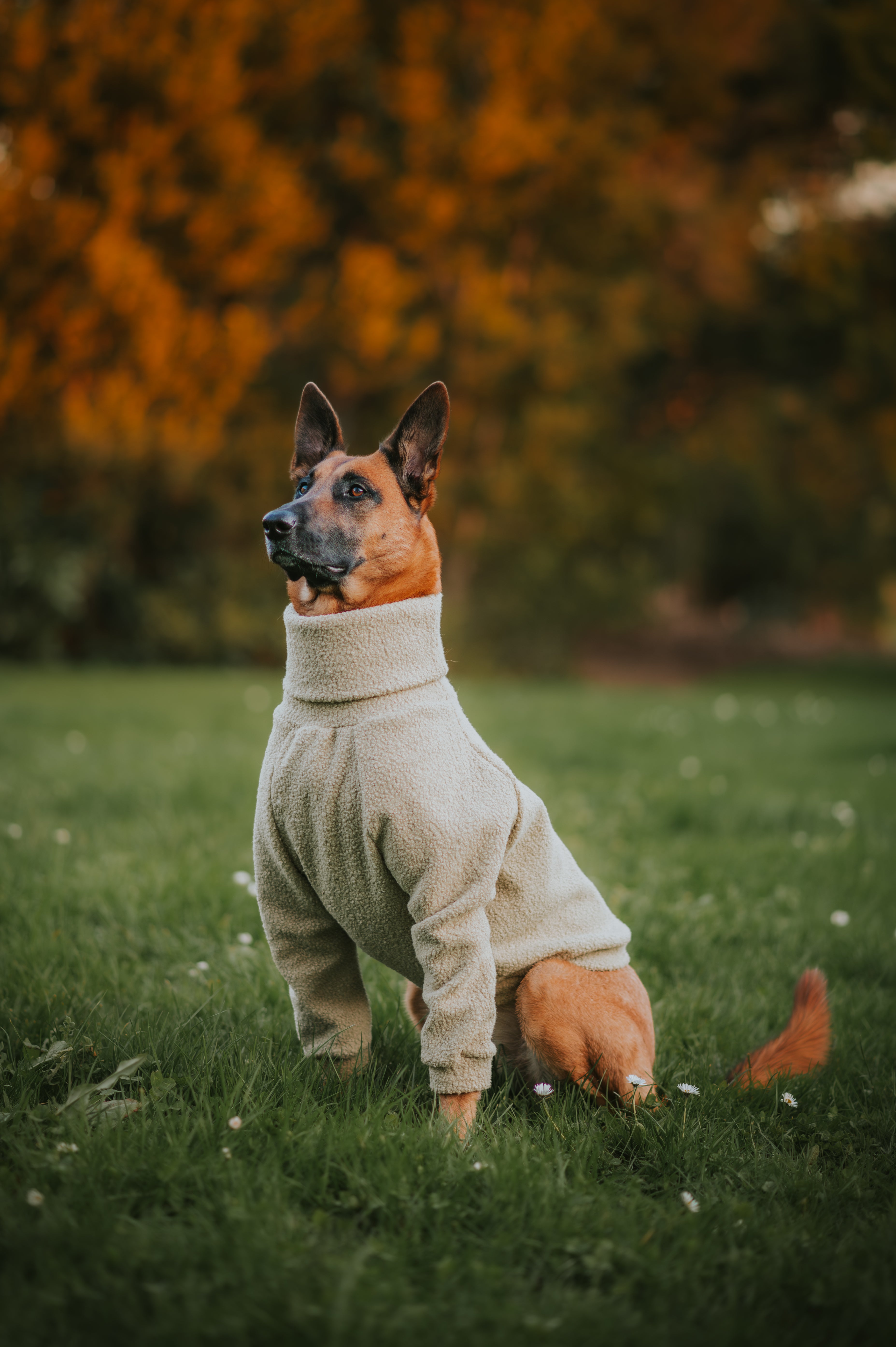 Sage Teddy Dog Turtleneck BOIS The Label