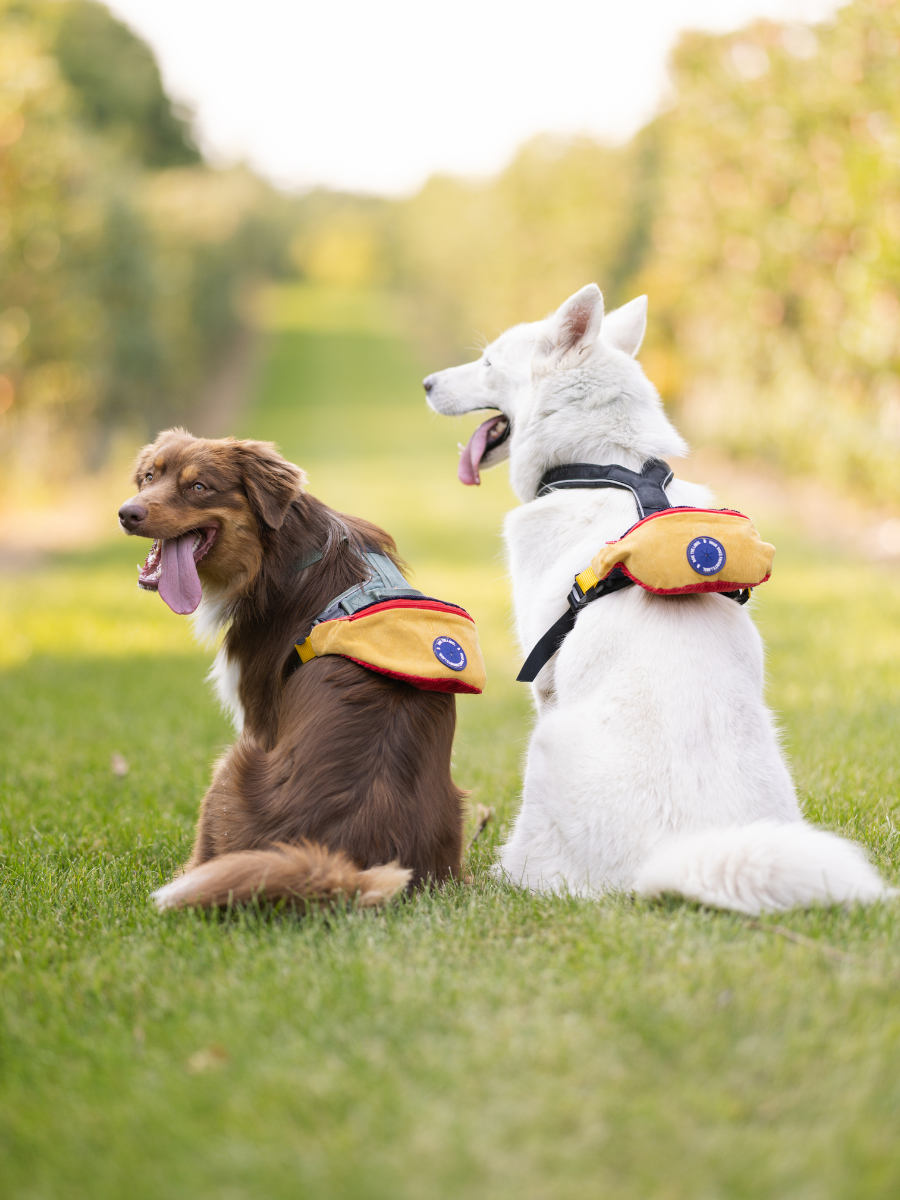 Doggy Bumbag - 90s Corduroy Colourblock