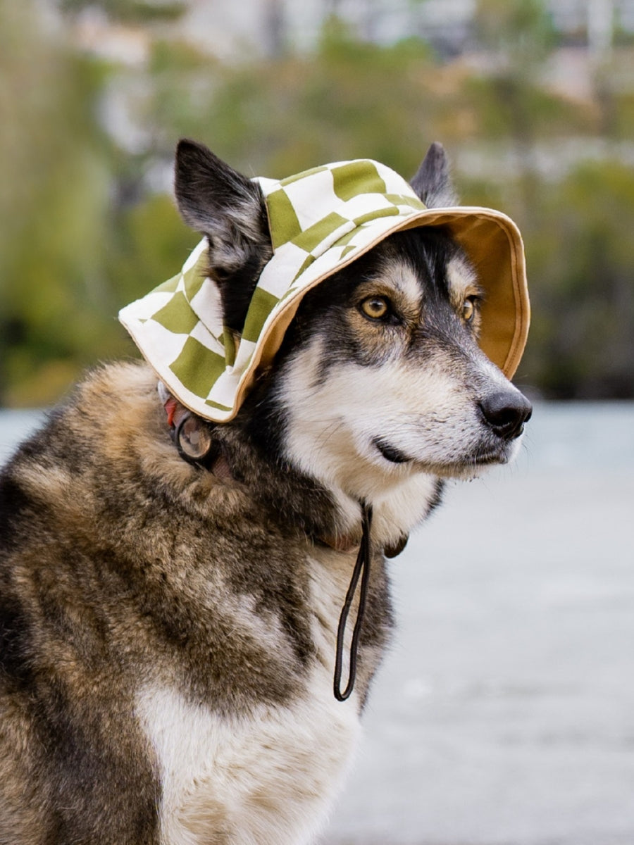 Bob réversible à carreaux verts pour chien