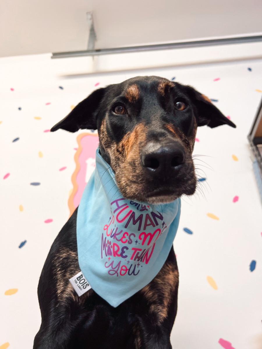 "My Human Likes Me More Than You" x BubblyType Dog Bandana