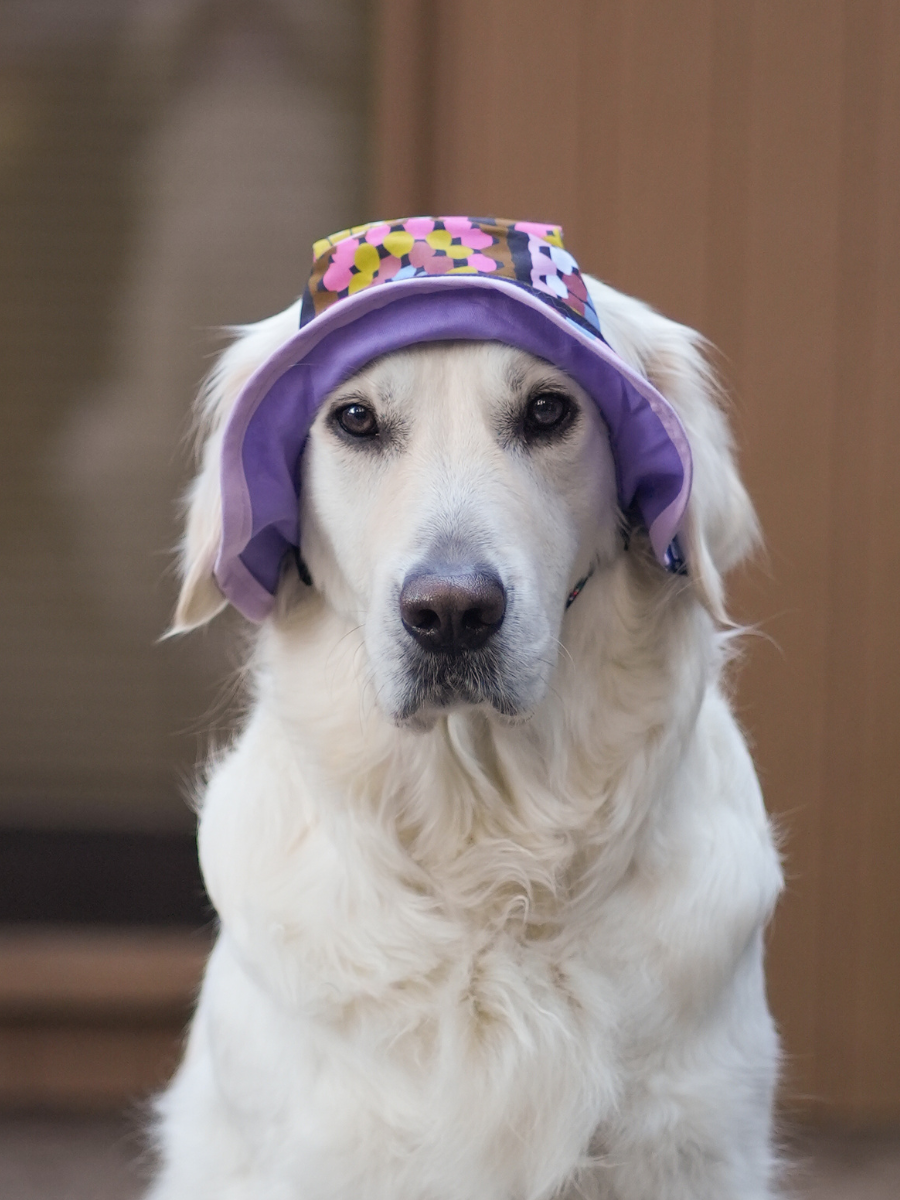 Crochet Print Dog Reversible Bucket Hat