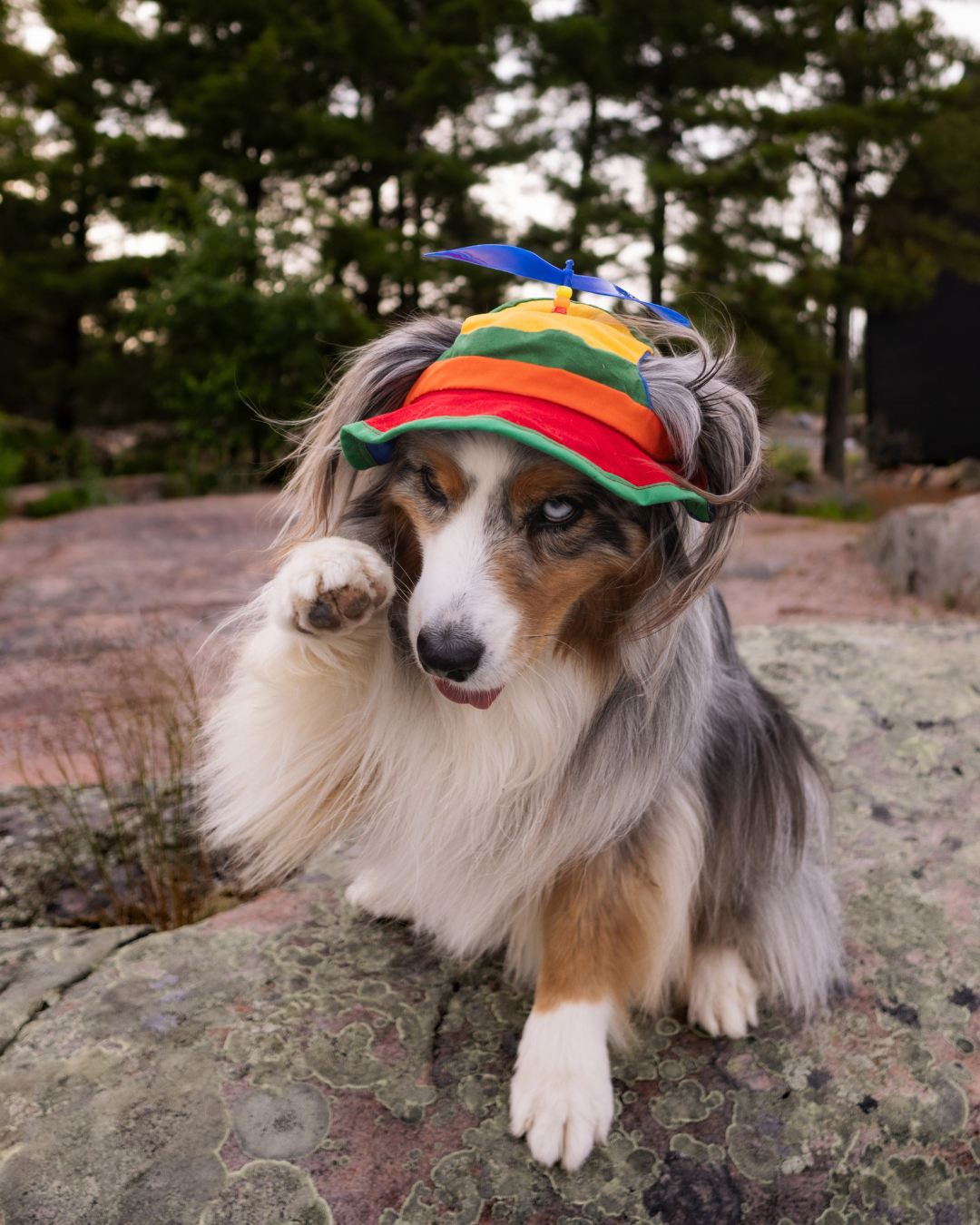 Casquettes rétro à hélice assorties pour chien et propriétaire