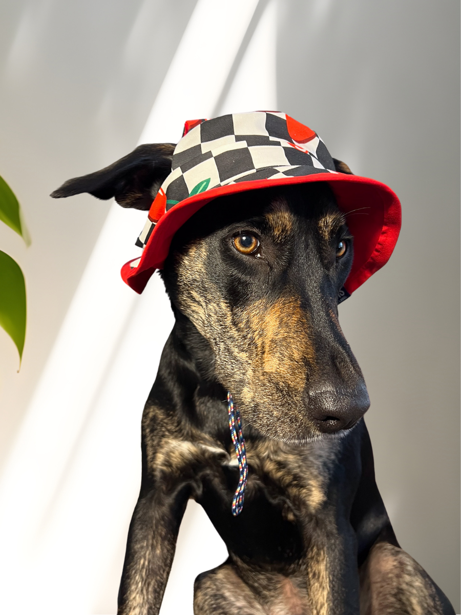 Cherry Checker Dog Reversible Bucket Hat